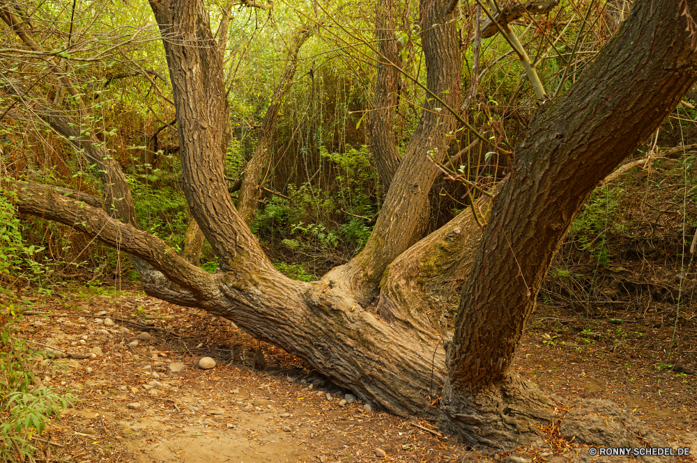 Sorgente Su Gologone Baum woody plant Wald vascular plant Pflanze Bäume Landschaft Park Hölzer Belaubung Holz Umgebung Blatt im freien natürliche Blätter im freien Sommer Branch Frühling Kofferraum Dschungel white mangrove Saison üppige Sonne Szenerie Herbst Gras Wildnis Sonnenlicht Entwicklung des ländlichen Land landschaftlich Tropischer Eiche Moos alt Rinde Frieden fallen Zweige Himmel Pfad Wachstum Land Wild Sumpf Wasser Reisen Tag Feigenbaum Szene friedliche Bewuchs Landschaft Berg Wanderweg Fels Ökologie Licht ruhige Klima sonnig Regen Kiefer See Feuchtgebiet Fluss dichten Waldland Braun Einsamkeit Busch Abenteuer frisch groß Umwelt- Sonnenschein nationalen Flora Wanderweg Stamm Spur Farbe niemand durch Wandern Fuß Pflanzen Wetter Straße nass hell tree woody plant forest vascular plant plant trees landscape park woods foliage wood environment leaf outdoor natural leaves outdoors summer branch spring trunk jungle white mangrove season lush sun scenery autumn grass wilderness sunlight rural land scenic tropical oak moss old bark peace fall branches sky path growth country wild swamp water travel day fig tree scene peaceful vegetation countryside mountain trail rock ecology light tranquil climate sunny rain pine lake wetland river dense woodland brown solitude bush adventure fresh tall environmental sunshine national flora footpath root lane color nobody through hiking walking plants weather road wet bright