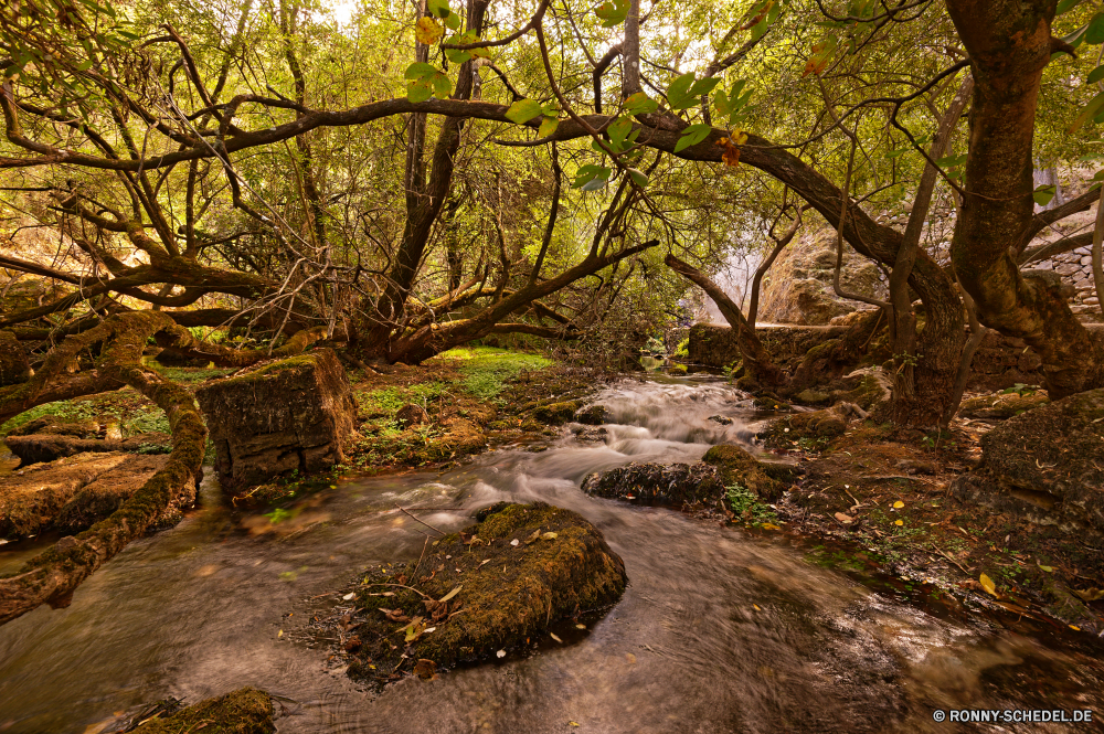 Sorgente Su Gologone Baum woody plant Wald Landschaft Park vascular plant Bäume Fluss Herbst fallen Belaubung im freien Blätter Berg Wasser Umgebung Szenerie Entwicklung des ländlichen Stein landschaftlich natürliche Pflanze Gras im freien Hölzer Blatt Sumpf Land Fels Garten Stream Pfad Reisen Saison Szene Frühling friedliche bunte Feuchtgebiet Holz Landschaft gelb Creek Wandern southern beech Moos Sommer Straße ruhige Farben Land Berge Branch Zweige gelassene Orange sonnig Golden See Wasserfall Wild Sonnenlicht Tourismus frisch Tag Frieden Wanderweg Eiche Busch Felsen Ahorn Ökologie Reinigen Farbe hell Wanderweg Urlaub Wanderung Sonne üppige frische Luft alt am Morgen Himmel klar Schlucht Fuß Brücke Sitzbank Perspektive fließende Wildnis Nebel entspannende Drop nass Kiefer tree woody plant forest landscape park vascular plant trees river autumn fall foliage outdoor leaves mountain water environment scenery rural stone scenic natural plant grass outdoors woods leaf swamp land rock garden stream path travel season scene spring peaceful colorful wetland wood countryside yellow creek hiking southern beech moss summer road tranquil colors country mountains branch branches serene orange sunny golden lake waterfall wild sunlight tourism fresh day peace trail oak bush rocks maple ecology clean color bright footpath vacation hike sun lush freshness old morning sky clear canyon walking bridge bench perspective flowing wilderness fog relaxing drop wet pine