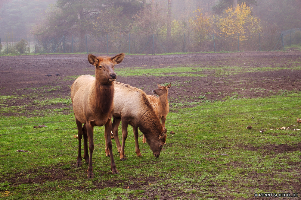 Serengeti-Park Hodenhagen Säugetier Buck Tier Wildtiere Hirsch Plazenta Gras Wild Braun Wirbeltiere Tiere Park Pferd Vieh Bauernhof Dreibinden Damhirschkuh Aufzuchtbecken Entwicklung des ländlichen Feld Weide im freien Beweidung Jagd Wald Pferde Wiese Pelz Kalb Ranch Weiden Wildnis Männchen Geweihe Chordatiere nationalen Lama zwei Junge Säugetier Bäume Landschaft Antilope Reh Sommer Landschaft Hörner Spiel Safari im freien wildes Tier Jagd niedlich Schaf Junge Kuh Huftier Land Fohlen Stier Dreibinden-Hirsch Elch Stute ausblenden Mähne Säugetiere Zoo außerhalb Schwanz Hölzer Pferde Mutter Frühling mammal buck animal wildlife deer placental grass wild brown vertebrate animals park horse livestock farm whitetail doe critter rural field pasture outdoors grazing hunting forest horses meadow fur calf ranch graze wilderness male antlers chordate national llama two young mammal trees landscape antelope fawn summer countryside horns game safari outdoor wild animal hunt cute sheep young cow ungulate country foal bull whitetail deer elk mare hide mane mammals zoo outside tail woods equine mother spring