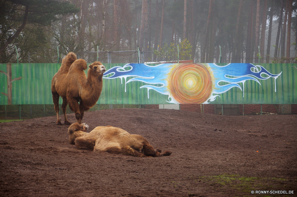 Serengeti-Park Hodenhagen Kamel Säugetier Huftier Wild Talos IV – Tabu Wildtiere Tiere Braun Wüste Landschaft Kalb Kopf Sand Pelz Zoo Bauernhof Feld Entwicklung des ländlichen Junge Säugetier im freien Reisen Pferd Safari Gras Wildnis Dromedar Himmel Düne Schließen Weide Land Junge Sonne außerhalb zwei Park Sommer natürliche Vieh im freien Schaf Süden Osten trocken Berge Landschaft exotische Ranch Tourismus Kamele Hirsch Landwirtschaft Pferde Haare Mitte Löwe niedlich Transport Wiese Wasser Bestie Männchen Kuh ruhelosigkeit Rest Sonnenuntergang camel mammal ungulate wild menagerie wildlife animals brown desert landscape calf head sand fur zoo farm field rural young mammal outdoors travel horse safari grass wilderness dromedary sky dune close pasture country young sun outside two park summer natural livestock outdoor sheep south east dry mountains countryside exotic ranch tourism camels deer agriculture horses hair middle lion cute transportation meadow water beast male cow resting rest sunset