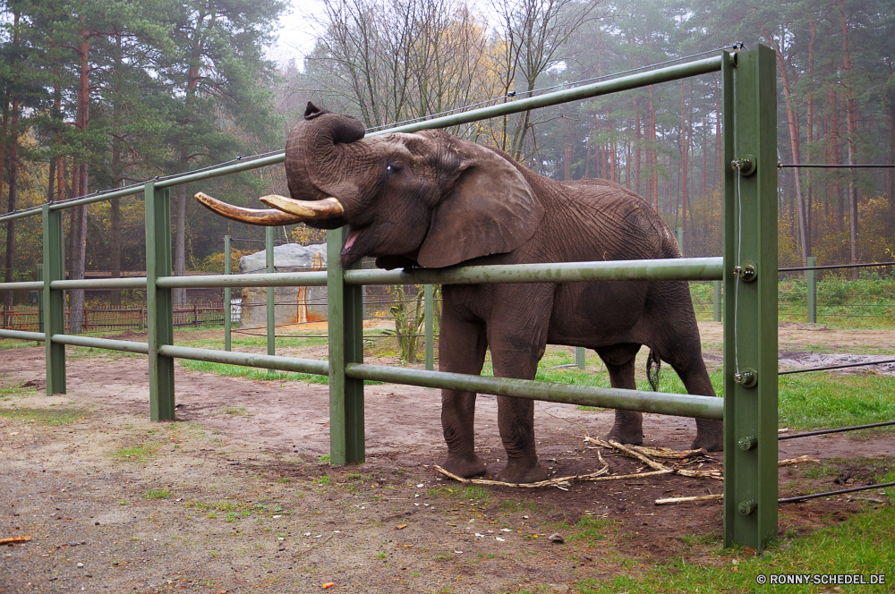 Serengeti-Park Hodenhagen Elefant Säugetier Safari Wildtiere Wild Kofferraum Tiere Lumb Elefanten Elfenbein Ohren Pferd Zoo Stier Dickhäuter Park nationalen Hauer Spiel Gras reservieren Bauernhof fünf Wildnis gefährdet Kopf starke Pferde Süden Reisen Ohr Männchen Erhaltung im freien Pflanzenfresser Auge Tourismus natürliche Weide gefährliche Braun außerhalb Herde Riese Familie Säugetiere Stärke Pferde Zaun Busch macht Wasser Entwicklung des ländlichen Stute Beweidung Sommer Kalb elephant mammal safari wildlife wild trunk animals tusk elephants ivory ears horse zoo bull pachyderm park national tusks game grass reserve farm five wilderness endangered head strong horses south travel ear male conservation outdoors herbivore eye tourism natural pasture dangerous brown outside herd giant family mammals strength equine fence bush power water rural mare grazing summer calf