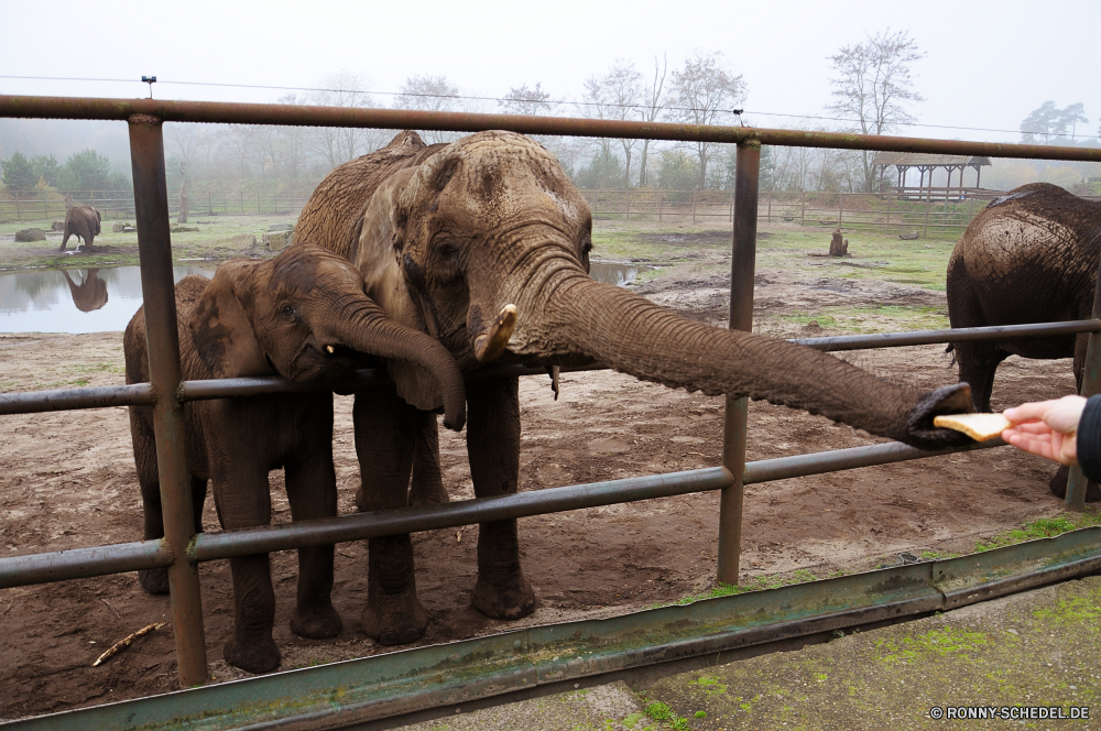 Serengeti-Park Hodenhagen Elefant Säugetier Safari Wildtiere Wild Kofferraum Lumb Elfenbein Ohren Elefanten Park Dickhäuter gefährdet Tiere Erhaltung Stier fünf nationalen Pflanzenfresser Süden starke Spiel reservieren Hauer Wildnis Tourismus Reisen Zoo Wasser Männchen Riese Trinken gefährliche Herde Kopf Familie Stärke Kalb Ohr macht Badehose im freien Auge Mutter natürliche Gras Trinken leistungsstarke stehende Beine Baby Fluss enorme Gruppe Savanne Tierwelt Loch Baum Mund Umgebung Schwanz Busch Nase Haut Stand elephant mammal safari wildlife wild trunk tusk ivory ears elephants park pachyderm endangered animals conservation bull five national herbivore south strong game reserve tusks wilderness tourism travel zoo water male giant drinking dangerous herd head family strength calf ear power trunks outdoors eye mother natural grass drink powerful standing legs baby river enormous group savanna fauna hole tree mouth environment tail bush nose skin stand