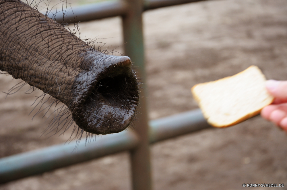 Serengeti-Park Hodenhagen Pinsel Säugetier Werkzeug Schließen Gesicht Pelz Nase Braun niedlich Essen Tier Pinsel closeup Kopf Haustier Pilz Bauernhof Rechen Hund Wildtiere Schnurrhaare Borstenpinsel Stock Holz Landwirtschaft Wild Applikator Landbau Farbe Gemüse machen inländische Auge natürliche auf der Suche Porträt Augen liebenswert Detail schwarz Kuh Pulver Molkerei brush mammal tool close face fur nose brown cute food animal paintbrush closeup head pet mushroom farm rake dog wildlife whiskers bristle brush stick wood agriculture wild applicator farming color vegetable make domestic eye natural looking portrait eyes adorable detail black cow powder dairy