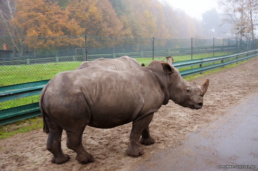 Serengeti-Park Hodenhagen Nashorn odd-toed ungulate Huftier Säugetier Plazenta Wildtiere Safari Wild Elefant Tiere Gras Pflanzenfresser Park Kofferraum Erhaltung gefährdet reservieren fünf Lumb Wildnis nationalen Nashorn gefährliche Pferd Elefanten Elfenbein Stier natürliche Spiel Süden Dickhäuter Herde Horn Ohren Bauernhof Beweidung Pferde Zoo zwei Braun Kalb Gruppe Körper im freien leistungsstarke Busch im freien starke Hauer Savanne Weiden Familie Entwicklung des ländlichen Reisen Weide Kopf Wasser Wiese Säugetiere Tierwelt schwarz Schwanz Männchen Feld Vieh Grünland stehende Ohr Trinken Gesicht macht Sommer Ökologie Tourismus Gefahr Big5 Hörner Schlamm Lebensraum Baum Auge Baby rhinoceros odd-toed ungulate ungulate mammal placental wildlife safari wild elephant animals grass herbivore park trunk conservation endangered reserve five tusk wilderness national rhino dangerous horse elephants ivory bull natural game south pachyderm herd horn ears farm grazing horses zoo two brown calf group body outdoors powerful bush outdoor strong tusks savanna graze family rural travel pasture head water meadow mammals fauna black tail male field livestock grassland standing ear drinking face power summer ecology tourism danger big5 horns mud habitat tree eye baby