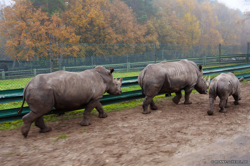 Serengeti-Park Hodenhagen Nashorn odd-toed ungulate Huftier Säugetier Plazenta Safari Gras Wildtiere Wild Bauernhof Tiere Feld Stier Pferd reservieren Entwicklung des ländlichen Beweidung Wiese Park Braun Pferde gefährliche Weide Pflanzenfresser Ranch Nashorn gefährdet Erhaltung Horn Kuh Herde nationalen Landbau Süden Rinder fünf Landwirtschaft Vieh Wildnis natürliche Landschaft Weiden Grünland Ackerland Spiel Busch schwarz Büffel Schwanz Körper im freien Stute Säugetiere im freien stehende Baum Savanne Schlamm Elefant Zaun Ohren Schwein Essen Land Landschaft inländische Wasser Land Gehörnte Szene Reisen Kampf Kopf schmutzig Bäume Sommer rhinoceros odd-toed ungulate ungulate mammal placental safari grass wildlife wild farm animals field bull horse reserve rural grazing meadow park brown horses dangerous pasture herbivore ranch rhino endangered conservation horn cow herd national farming south cattle five agriculture livestock wilderness natural landscape graze grassland farmland game bush black buffalo tail body outdoor mare mammals outdoors standing tree savanna mud elephant fence ears pig eating land countryside domestic water country horned scene travel fight head dirty trees summer