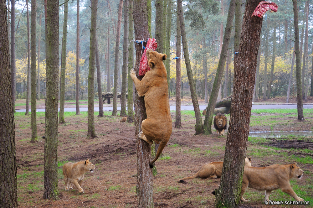 Serengeti-Park Hodenhagen Hund Wildtiere Gras Wild Hundeartige Schäferhund Löwe Wald Katzenartige Baum Park im freien Jagdhund Bäume Hirsch Katze Wildnis PUMA Braun Haustier Safari Bracke Kamel Pelz Pferd Wallaby Spiel Wildkatze Entwicklung des ländlichen Tiere Haustier Raubtier Känguruh Zoo Sommer Männchen Großkatze Fleischfresser Buck natürliche im freien Schließen Wiese Jagd Busch niedlich Fuß zwei Kopf Landschaft Affe Land Säugetiere reservieren Reisen außerhalb Dingo Wilder Hund Hölzer Apportierhund ruhelosigkeit Abenteuer Süden fallen auf der Suche Bauernhof Herbst Blätter dog wildlife grass wild canine shepherd dog lion forest feline tree park outdoors hunting dog trees deer cat wilderness cougar brown pet safari hound camel fur horse wallaby game wildcat rural animals domestic animal predator kangaroo zoo summer male big cat carnivore buck natural outdoor close meadow hunt bush cute walking two head landscape monkey country mammals reserve travel outside dingo wild dog woods retriever resting adventure south fall looking farm autumn leaves