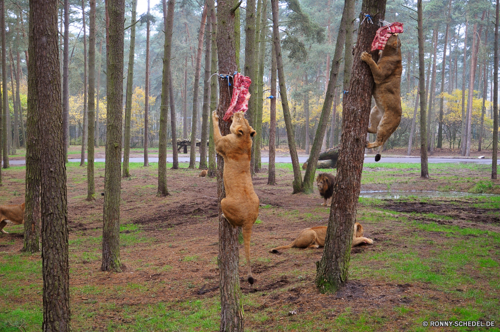 Serengeti-Park Hodenhagen Wald Baum Bäume Park Landschaft Hölzer Kofferraum Holz Blätter im freien natürliche Gras woody plant Sommer Entwicklung des ländlichen Herbst Umgebung Saison im freien Pflanze Belaubung Kiefer Frühling fallen Wild Branch Waldland vascular plant Blatt Szenerie sonnig Sonne Wandern Rinde Licht am Morgen Zweige Sonnenlicht Hund Tag Wildnis Szene Ökologie Pferd Jagdhund üppige Farbe Reisen Teakholz Bereich Pflanzen Erholung Flora Neu landschaftlich Braun zu Fuß Pfad Umwelt- Vorbau friedliche Bracke Schatten Wachstum Mann Bewuchs Busch frisch Garten Männchen Schaukel Feld Himmel Frieden nationalen Birke Berg Land Badehose Hain Tanne Art und Weise Abenteuer Fuß See mechanisches Gerät Wildtiere Farben Leben saisonale forest tree trees park landscape woods trunk wood leaves outdoor natural grass woody plant summer rural autumn environment season outdoors plant foliage pine spring fall wild branch woodland vascular plant leaf scenery sunny sun hiking bark light morning branches sunlight dog day wilderness scene ecology horse hunting dog lush color travel teak area plants recreation flora new scenic brown walk path environmental stem peaceful hound shadow growth man vegetation bush fresh garden male swing field sky peace national birch mountain country trunks grove fir way adventure walking lake mechanical device wildlife colors life seasonal