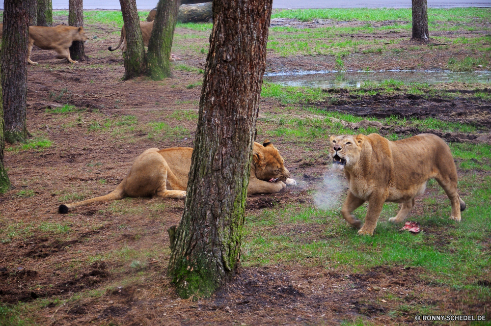 Serengeti-Park Hodenhagen Kalb Junge Säugetier Säugetier Wild Tier Junge Löwe Wildtiere Kuh Raubtier Katzenartige Gras Bauernhof Braun Feld Pelz Rinder Safari Weide Vieh Talos IV – Tabu Katze Wildnis Ranch Fleischfresser Süden Beweidung Tiere im freien Landschaft Schweinepest Wiese Entwicklung des ländlichen Park Pferd Kopf Land Schließen Säugetiere Landschaft natürliche Bär Stier Haare reservieren Zoo ruhelosigkeit Bestie Mähne Jäger Rindfleisch Pferde im freien Huftier Löwin Tierwelt gefährliche Brauner Bär außerhalb Rindern Organismus Gefahr Spiel Lebensraum Jagd Augen Rest Haustier Großkatze Umgebung Löwen Landwirtschaft fünf Wasser Frühling gelb Gesicht Männchen Sommer Bison Weiden Herde König Reisen leistungsstarke Landbau Essen calf young mammal mammal wild animal young lion wildlife cow predator feline grass farm brown field fur cattle safari pasture livestock menagerie cat wilderness ranch carnivore south grazing animals outdoors landscape swine meadow rural park horse head country close mammals countryside natural bear bull hair reserve zoo resting beast mane hunter beef horses outdoor ungulate lioness fauna dangerous brown bear outside bovine organism danger game habitat hunt eyes rest pet big cat environment lions agriculture five water spring yellow face male summer bison graze herd king travel powerful farming eating