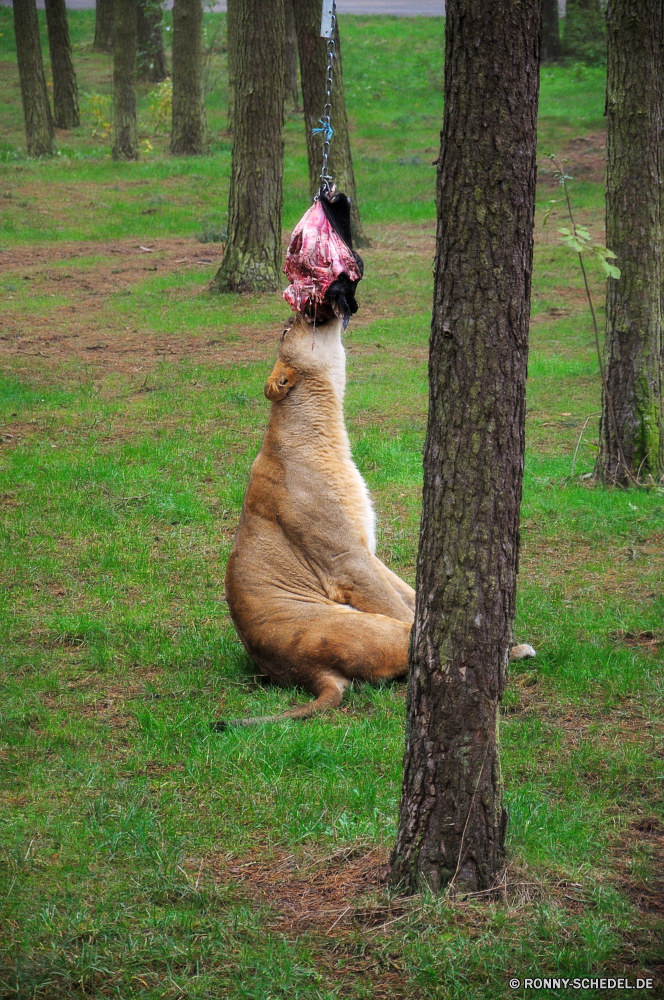 Serengeti-Park Hodenhagen Hund Schäferhund Gras Jagdhund Hundeartige Braun Haustier Terrier Bauernhof Haustier Pferd Pelz im freien hen Rasse niedlich Wiese Feld Kopf Wald Vogel Tiere Wildtiere Entwicklung des ländlichen Haare inländische Porträt Sommer Park im freien sportliche Hund Spaß außerhalb Ranch Land Wild Nase Freund Szenerie Spaniel Landschaft Suchen Zoo Mantel Pferde Landschaft Lama natürliche Pony Pferdesport Frühling Gesicht Pferde Augen Baum Haustiere Hölzer zwei Freundschaft Schließen Sport Bracke Liebe dog shepherd dog grass hunting dog canine brown pet terrier farm domestic animal horse fur outdoors hen breed cute meadow field head forest bird animals wildlife rural hair domestic portrait summer park outdoor sporting dog fun outside ranch country wild nose friend scenery spaniel landscape look zoo coat equine countryside llama natural pony equestrian spring face horses eyes tree pets woods two friendship close sport hound love