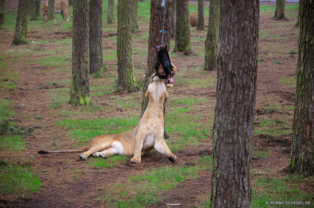 Serengeti-Park Hodenhagen Schäferhund Hund Wald Baum Park Gras Haustier Hundeartige Hölzer Landschaft Sommer Bracke Bäume Jagdhund Braun Entwicklung des ländlichen im freien Wildtiere Herbst im freien natürliche Pferd Blätter fallen Wild Frühling Holz Kofferraum Rasse niedlich Land Belaubung Branch Busch Freund Pelz Tiere Landschaft Umgebung Szenerie glücklich üppige Tag bunte außerhalb Pfad nationalen Bauernhof Sonnenlicht landschaftlich Hunde Pferde Hengst Rinde Menschen Saison Blatt sonnig Fuß Kopf Wildnis Freundschaft Pflanze Haustier friedliche Straße Wiese hell Liebe Reisen shepherd dog dog forest tree park grass pet canine woods landscape summer hound trees hunting dog brown rural outdoor wildlife autumn outdoors natural horse leaves fall wild spring wood trunk breed cute country foliage branch bush friend fur animals countryside environment scenery happy lush day colorful outside path national farm sunlight scenic dogs equine stallion bark people season leaf sunny walking head wilderness friendship plant domestic animal peaceful road meadow bright love travel