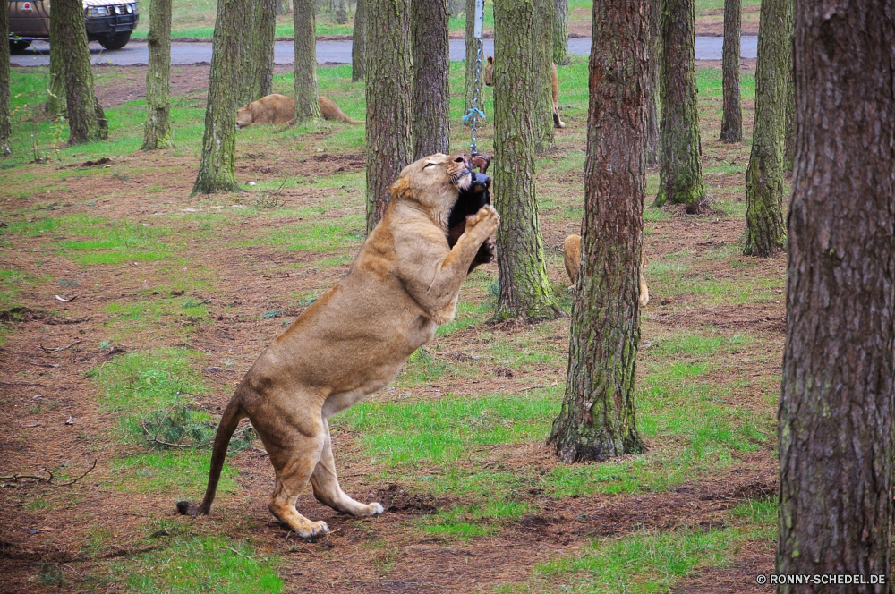 Serengeti-Park Hodenhagen Hund Bull mastiff Hundeartige Haustier Boxer Haustier Wildtiere Wild Pelz niedlich im freien Braun Gras Katze Tiere Zoo Löwe Kopf Porträt Park Raubtier Schließen Katzenartige Fleischfresser Schäferhund Rasse Safari Mund Wald Welpe Stammbaum inländische außerhalb natürliche Haare ruhelosigkeit sitzen Schutz Jagdhund Haustiere Nase Freund Rest Terrier Bestie im freien reinrassige Gesicht Männchen schwarz lustig Säugetiere Stier Sommer Augen Baum Maulkorb Gefahr Umgebung Spiel Bulldog Hunde Jäger spielen gefährliche entspannende glücklich Auge Bäume Suchen Doggy gefährdet Jagd Mähne Leben Wache sonnig pelzigen Entspannen Sie sich Wildnis Familie Entwicklung des ländlichen dog bull mastiff canine domestic animal boxer pet wildlife wild fur cute outdoors brown grass cat animals zoo lion head portrait park predator close feline carnivore shepherd dog breed safari mouth forest puppy pedigree domestic outside natural hair resting sitting protection hunting dog pets nose friend rest terrier beast outdoor purebred face male black funny mammals bull summer eyes tree muzzle danger environment game bulldog dogs hunter play dangerous relaxing happy eye trees look doggy endangered hunt mane life guard sunny furry relax wilderness family rural