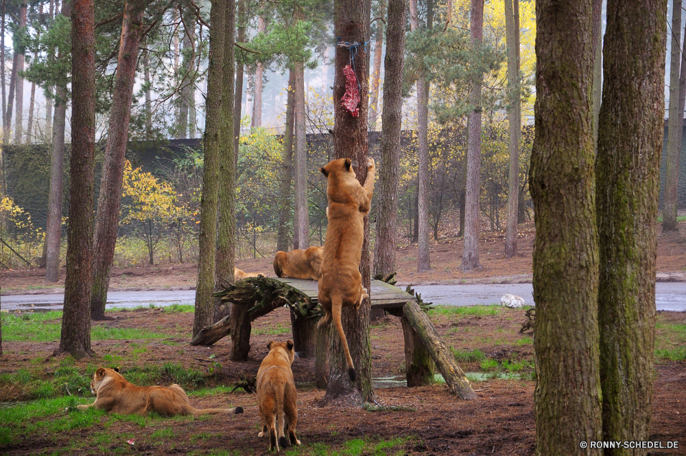 Serengeti-Park Hodenhagen Lama Huftier Jagdhund Wildtiere Säugetier Wild Terrier Hund Gras Park Braun Entwicklung des ländlichen Bauernhof im freien Landschaft Wald Tiere Baum Hirsch Weide Pferd Feld Kamel Hundeartige Sommer Haustier Zoo Wildnis Land Beweidung Kopf Bäume im freien Reisen Haustier Talos IV – Tabu Wiese Säugetiere Pferde Spiel Herbst Bracke natürliche zwei Pelz Ranch Blätter Safari niedlich ruhelosigkeit außerhalb Essen Wüste Landschaft Weiden Himmel Hölzer Süden Vieh Schließen Land fallen Haare Frühling llama ungulate hunting dog wildlife mammal wild terrier dog grass park brown rural farm outdoors landscape forest animals tree deer pasture horse field camel canine summer pet zoo wilderness country grazing head trees outdoor travel domestic animal menagerie meadow mammals horses game autumn hound natural two fur ranch leaves safari cute resting outside eating desert countryside graze sky woods south livestock close land fall hair spring