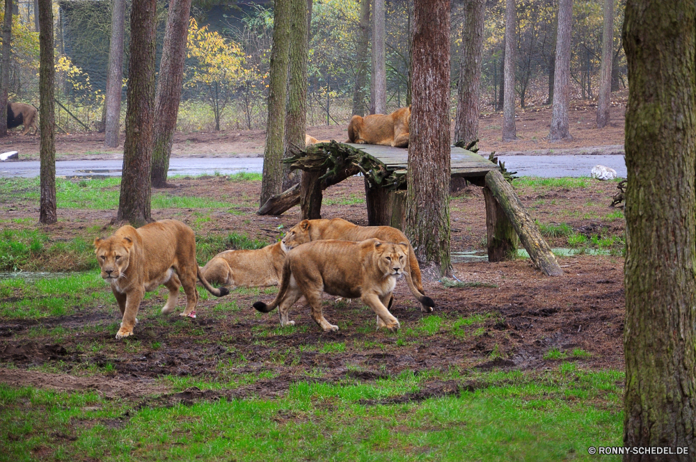 Serengeti-Park Hodenhagen Löwe Hundeartige Wilder Hund Gras Katzenartige Jagdhund Hund Pferd Wildtiere Entwicklung des ländlichen Weide Bauernhof Wild Feld Großkatze Braun Wiese Pferde Beweidung Pelz Kalb Raubtier Haustier Ranch Katze Tiere Bracke Kuh Vieh Pferde im freien Landschaft Apportierhund Kopf Säugetier Hirsch Wildnis Mähne Fleischfresser sportliche Hund Land Sommer Stute natürliche Safari Bloodhound Park Schließen Haare Landschaft Weiden Zoo Baum Schwanz Wald Pony Hengst Jagd im freien Rinder Gesicht Landbau Umgebung Pferdesport Jäger Haustier Landwirtschaft Terrier inländische Junge Säugetier Bäume Lebensraum Säugetiere Stier Rasse niedlich gefährliche Süden Herde Frühling Bestie Porträt Dingo Ackerland Zaun Himmel Fohlen Essen Wasser Spiel lion canine wild dog grass feline hunting dog dog horse wildlife rural pasture farm wild field big cat brown meadow horses grazing fur calf predator pet ranch cat animals hound cow livestock equine outdoors landscape retriever head mammal deer wilderness mane carnivore sporting dog country summer mare natural safari bloodhound park close hair countryside graze zoo tree tail forest pony stallion hunt outdoor cattle face farming environment equestrian hunter domestic animal agriculture terrier domestic young mammal trees habitat mammals bull breed cute dangerous south herd spring beast portrait dingo farmland fence sky foal eating water game