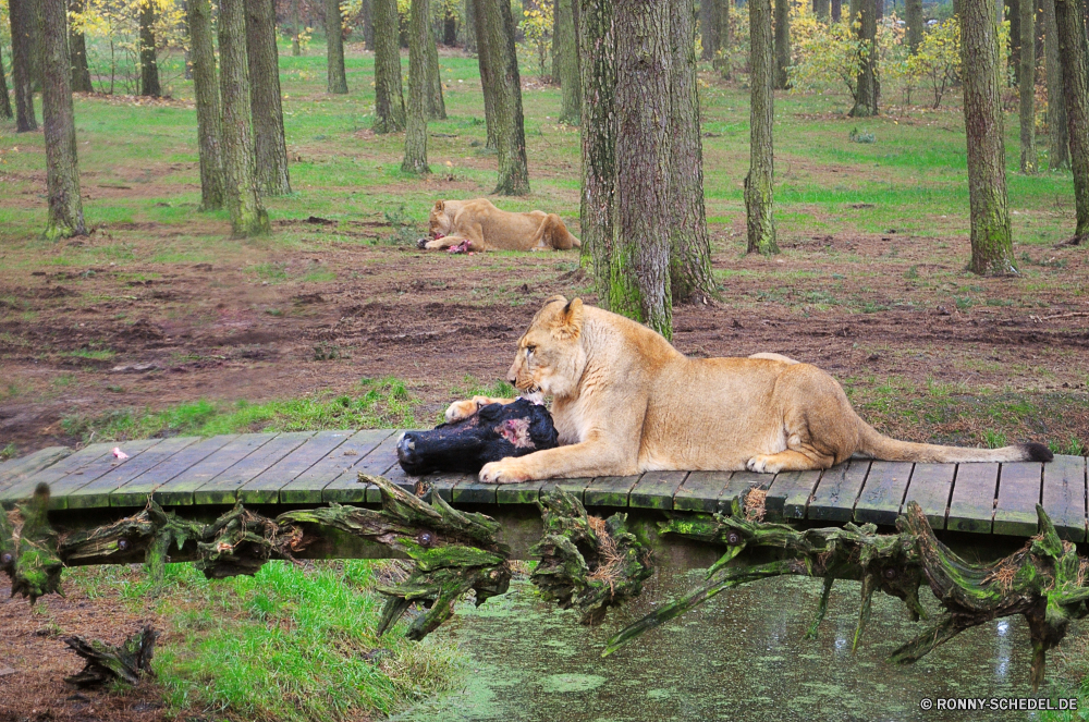 Serengeti-Park Hodenhagen Löwe Katzenartige Großkatze Raubtier Katze Wildtiere Wild Säugetier Safari Fleischfresser Pelz Löwin PUMA Zoo Wildkatze Jäger Süden reservieren Kopf Mähne gefährliche Wildnis Spiel ruhelosigkeit Löwen Park König Augen gefährdet Haare Gras natürliche Tiere Umgebung Schließen Bestie Lebensraum Gesicht Gefahr Erhaltung Mund im freien Savanne Dschungel fünf Rest Jungtier Jagd Säugetiere Porträt Tierwelt stielaugen Männchen im freien stolz leistungsstarke pelzigen gelb Reisen exotische Zoologie Katzen Schnurrhaare Talos IV – Tabu Baum Ohren Busch Osten nationalen niedlich lion feline big cat predator cat wildlife wild mammal safari carnivore fur lioness cougar zoo wildcat hunter south reserve head mane dangerous wilderness game resting lions park king eyes endangered hair grass natural animals environment close beast habitat face danger conservation mouth outdoor savanna jungle five rest cub hunt mammals portrait fauna stare male outdoors pride powerful furry yellow travel exotic zoology cats whiskers menagerie tree ears bush east national cute