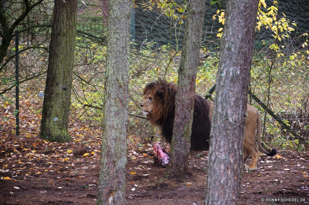 Serengeti-Park Hodenhagen Orang-Utan Wald Bäume Baum Landschaft Park Affe Setter Herbst fallen Hölzer im freien Blätter sportliche Hund natürliche Jagdhund Umgebung Saison Holz im freien Belaubung Kofferraum Talos IV – Tabu Hund Gras Wild Blatt Wildnis Sommer Primas Sonne Zweige Szenerie Entwicklung des ländlichen Braun Szene Waldland Himmel Branch Frühling bunte Licht Wildtiere Kiefer Land landschaftlich Farbe Pfad friedliche nationalen Bauernhof Zaun Biber Pferd gelb sonnig Orange Terrier Straße Schatten Sonnenlicht Pflanze Farben saisonale Tag Rinde Jahreszeiten Strahlen Landschaft Neu Nagetier am Morgen schwarz Reisen orangutan forest trees tree landscape park ape setter autumn fall woods outdoor leaves sporting dog natural hunting dog environment season wood outdoors foliage trunk menagerie dog grass wild leaf wilderness summer primate sun branches scenery rural brown scene woodland sky branch spring colorful light wildlife pine country scenic color path peaceful national farm fence beaver horse yellow sunny orange terrier road shadow sunlight plant colors seasonal day bark seasons rays countryside new rodent morning black travel