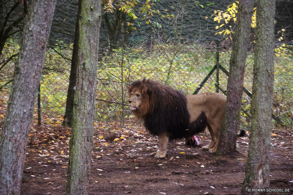 Serengeti-Park Hodenhagen Löwe Katzenartige Wildtiere Wild Pavian Katze Raubtier Affe Säugetier Fleischfresser Großkatze Safari Mähne Primas Pelz Männchen Zoo Tiere Wildnis Gesicht König Hund Dogge ruhelosigkeit gefährliche Jäger Porträt Kopf Gefahr Süden natürliche Haare Gras Talos IV – Tabu gefährdet Schließen Park Löwen Augen Säugetiere pelzigen Katzen Bestie Mund Rest Lebensraum Dschungel leistungsstarke Hundeartige im freien Braun Jagd Affe Umgebung gelb im freien außerhalb exotische Haustier reservieren majestätisch Regal räuberische barthaare Jagd Suchen stielaugen Baum Essen Auge Familie Land Löwin Savanne heftige Wald behaarte Grünland fünf sitzen Kreatur — Mantel Nase Zähne Erhaltung macht Feld starke lustig Spiel Aufzuchtbecken lion feline wildlife wild baboon cat predator monkey mammal carnivore big cat safari mane primate fur male zoo animals wilderness face king dog mastiff resting dangerous hunter portrait head danger south natural hair grass menagerie endangered close park lions eyes mammals furry cats beast mouth rest habitat jungle powerful canine outdoor brown hunt ape environment yellow outdoors outside exotic domestic animal reserve majestic regal predatory whisker hunting look stare tree eating eye family country lioness savanna fierce forest hairy grassland five sitting creature coat nose teeth conservation power field strong funny game critter