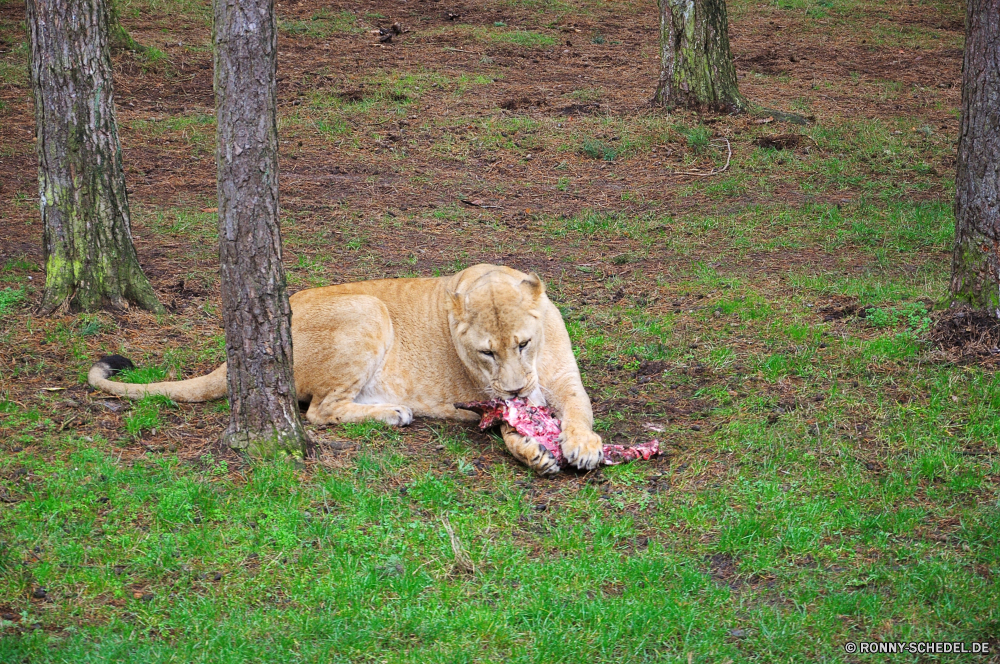 Serengeti-Park Hodenhagen Löwe Katzenartige Hund Großkatze Raubtier Wildtiere Katze Wild Jagdhund Talos IV – Tabu Pelz Haustier Fleischfresser Safari Hundeartige Gras Säugetier Apportierhund Kopf Zoo Bracke Braun sportliche Hund Bloodhound Porträt niedlich Löwin Tiere im freien Haare gefährliche Rest Mähne Jäger natürliche Rasse Feld ruhelosigkeit Park Entwicklung des ländlichen Sommer Süden Wildnis Pferd Nase Gesicht Kalb Jagd Wiese Bauernhof im freien Mund inländische Löwen Stier gefährdet reservieren Weide Freund Leine Landschaft Gefahr Umgebung Spiel Pferde Pferdesport Bestie Haustier Welpe Land Suchen Tag Katzen Stammbaum Männchen Säugetiere Schnurrhaare spielen leistungsstarke Kuh Vieh Rinder Zurückhaltung Terrier Frühling Ranch lion feline dog big cat predator wildlife cat wild hunting dog menagerie fur pet carnivore safari canine grass mammal retriever head zoo hound brown sporting dog bloodhound portrait cute lioness animals outdoor hair dangerous rest mane hunter natural breed field resting park rural summer south wilderness horse nose face calf hunt meadow farm outdoors mouth domestic lions bull endangered reserve pasture friend leash countryside danger environment game equine equestrian beast domestic animal puppy country look day cats pedigree male mammals whiskers play powerful cow livestock cattle restraint terrier spring ranch