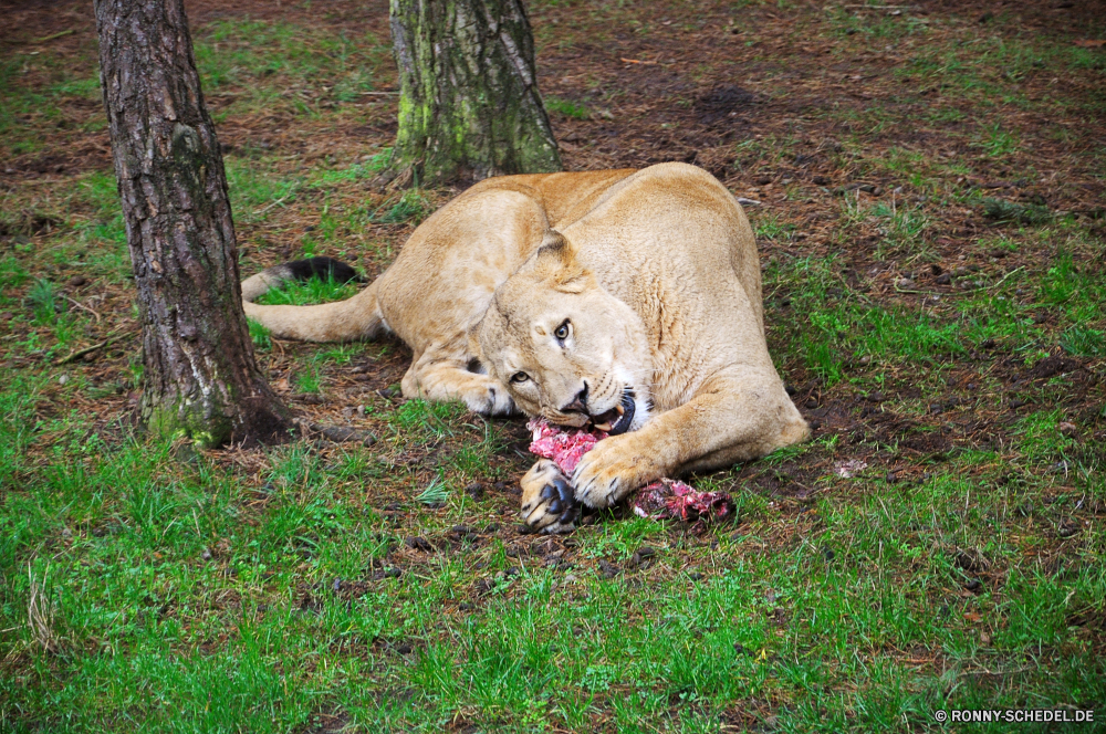 Serengeti-Park Hodenhagen Löwe Katze Katzenartige PUMA Großkatze Wildkatze Wildtiere Wild Safari Raubtier Fleischfresser Säugetier Pelz Löwin Jäger Dingo Süden Zoo gefährliche Wildnis Wilder Hund reservieren Löwen Mähne Spiel ruhelosigkeit Park Hundeartige Kopf König Augen gefährdet Haare Bestie Lebensraum Umgebung Gesicht natürliche Tiere Gefahr Porträt Gras Mund fünf im freien Erhaltung Rest stielaugen Schließen Dschungel Männchen Savanne leistungsstarke Tierwelt exotische Jungtier Katzen Jagd Säugetiere Schnurrhaare gelb Gebrüll Zoologie pelzigen Baum Reisen wilden im freien Panther heftige Osten niedlich lion cat feline cougar big cat wildcat wildlife wild safari predator carnivore mammal fur lioness hunter dingo south zoo dangerous wilderness wild dog reserve lions mane game resting park canine head king eyes endangered hair beast habitat environment face natural animals danger portrait grass mouth five outdoor conservation rest stare close jungle male savanna powerful fauna exotic cub cats hunt mammals whiskers yellow roar zoology furry tree travel ferocious outdoors panther fierce east cute