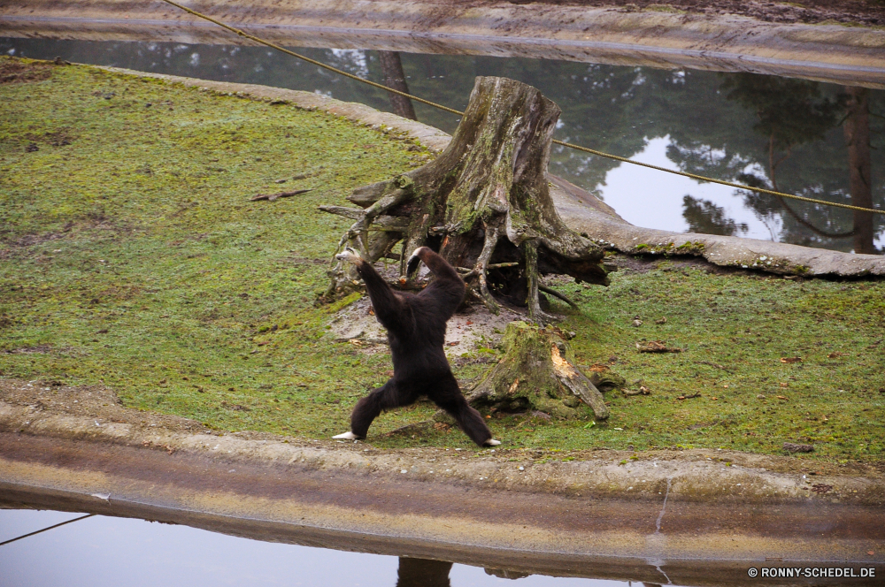 Serengeti-Park Hodenhagen Klammeraffe Affe Primas Baum Wildtiere Wild Vogel Säugetier Branch im freien Wasser Wald Fledermaus natürliche Braun Tiere Park im freien Meer Holz Landschaft Plazenta Frühling Schnabel Schwanz Himmel Federn Zoo Flügel fliegen Strand See Umgebung Bäume schwarz Tropischer Reisen Ozean Fluss Entwicklung des ländlichen Land Sand Feder Flug Fischotter Blatt Küste Gras Gefieder Vogelgrippe Lebensraum gefährdet Toten Sommer Flügel Pelz Leben spider monkey monkey primate tree wildlife wild bird mammal branch outdoors water forest bat natural brown animals park outdoor sea wood landscape placental spring beak tail sky feathers zoo wing fly beach lake environment trees black tropical travel ocean river rural country sand feather flight otter leaf coast grass plumage avian habitat endangered dead summer wings fur life