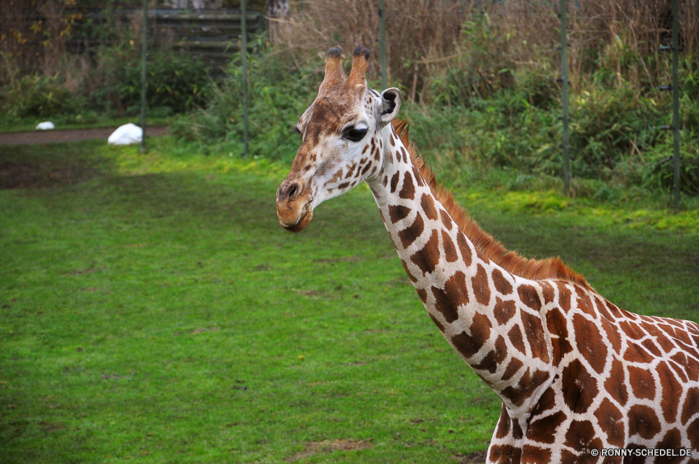 Serengeti-Park Hodenhagen Giraffe Wildtiere Tier Säugetier Safari Wild Hals groß Park Süden Wildnis Zoo nationalen Pflanzenfresser Flecken Tiere lange reservieren Braun Giraffen Säugetiere Ohren Erhaltung Kopf Busch Spiel Savanne Hirsch Gras im freien Muster natürliche Pelz Baum Mund hoch Reisen Porträt Tierwelt Augen Mutter Landschaft Impala Gesicht Nase Wald Stand Himmel niedlich Tourismus Umgebung Hörner Lebensraum Grünland Reiner Auge Reh Buck Fütterung südlichen Haare stehende getupft Fuß Schließen Männchen Dreibinden Suchen Szene neugierig Ohr paar Feld Antilope giraffe wildlife animal mammal safari wild neck tall park south wilderness zoo national herbivore spots animals long reserve brown giraffes mammals ears conservation head bush game savanna deer grass outdoor pattern natural fur tree mouth high travel portrait fauna eyes mother landscape impala face nose forest stand sky cute tourism environment horns habitat grassland plain eye fawn buck feeding southern hair standing spotted walking close male whitetail look scene curious ear pair field antelope