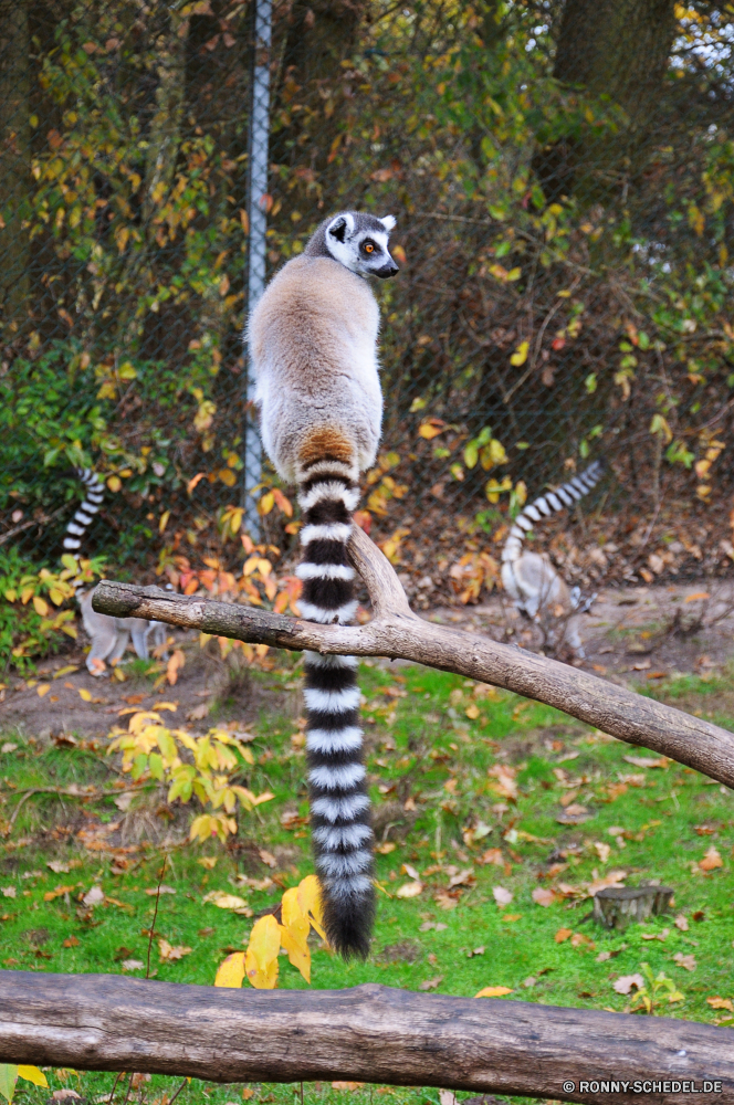 Serengeti-Park Hodenhagen Lemur Primas Säugetier Wildtiere Wild Pelz Affe Tiere Wald Baum Katze niedlich Zoo Gras im freien Kreatur — pelzigen Landschaft Bäume Park Holz schwarz Auge Blätter Pflanze gelb Umgebung gefährdet Arten Säugetiere Porträt Sommer Ohr Szene Augen Erhaltung Gesicht Branch Affe Katzenartige Safari Schwanz Saison ziemlich liebenswert Primaten Schnurrhaare Reisen im freien Braun grau auf der Suche Frühling Tag Entwicklung des ländlichen Leben lemur primate mammal wildlife wild fur monkey animals forest tree cat cute zoo grass outdoors creature furry landscape trees park wood black eye leaves plant yellow environment endangered species mammals portrait summer ear scene eyes conservation face branch ape feline safari tail season pretty adorable primates whiskers travel outdoor brown gray looking spring day rural life