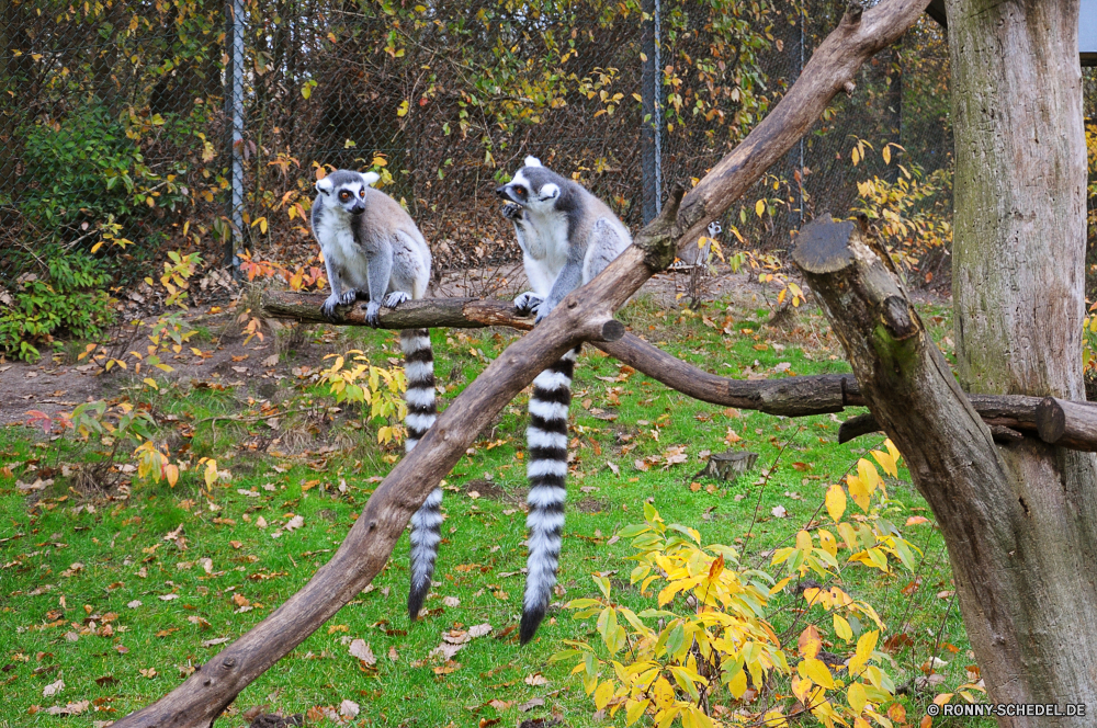 Serengeti-Park Hodenhagen Lemur Primas Säugetier Wildtiere Affe Wild Baum Pelz Tiere Wald Branch Affe Park im freien Zoo niedlich pelzigen Safari Primaten Säugetiere Kreatur — Bäume Blatt Blätter Affen schwarz gefährdet gelb Schwanz Erhaltung Garten natürliche Auge Arten Porträt Pflanze im freien behaarte Klettern Gras Vogel Holz Umgebung Landschaft grau Eichhörnchen Lebensraum Tierwelt Sommer Zweige Bereich Braun Tag Reisen Leben lemur primate mammal wildlife monkey wild tree fur animals forest branch ape park outdoors zoo cute furry safari primates mammals creature trees leaf leaves monkeys black endangered yellow tail conservation garden natural eye species portrait plant outdoor hairy climbing grass bird wood environment landscape gray squirrel habitat fauna summer branches area brown day travel life