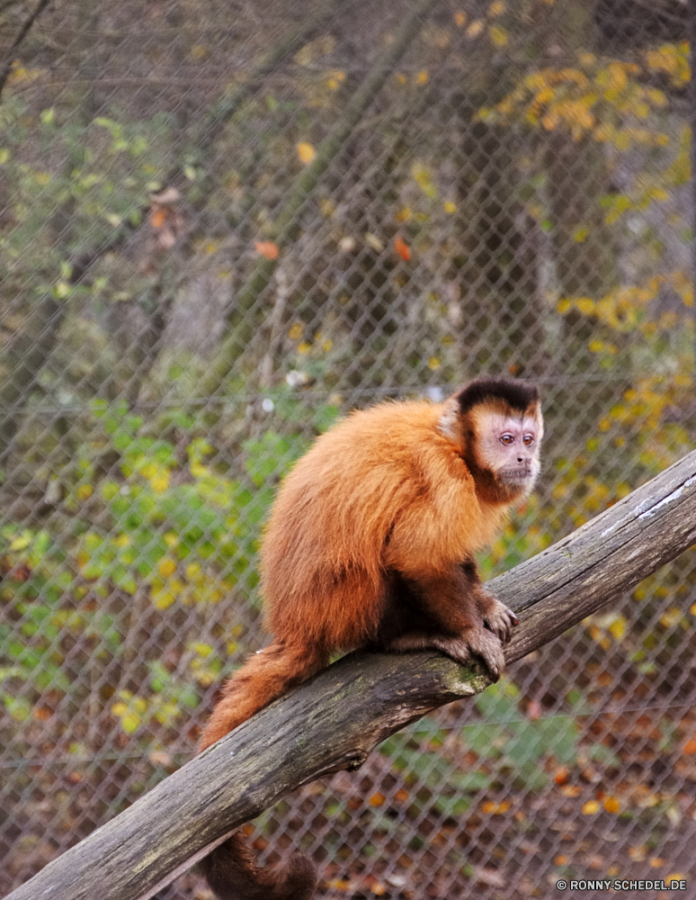 Serengeti-Park Hodenhagen Affe Primas Wildtiere Wild Affe Säugetier Zoo Tiere Pelz Dschungel Baum Kreatur — Affen Primaten niedlich Gesicht seltene behaarte Safari natürliche Säugetiere Makaken pelzigen Orang-Utan gefährdet sitzen Erhaltung wenig Mutter Zoologische Lebensraum Klettern Klammeraffe Essen Grimasse Bestie Totenkopfaffe imitieren schöne Bäume Porträt Tropischer verwaist Waise Eichhörnchen Kindergarten Arten Ohr Schwanz Wald lustig Essen ausgestorbene Schnauze Park Tierwelt Reisen liebenswert spielen im freien ziemlich Familie Klettern Braun Zähne süß spielen Süden Auge Fanny Sanierung neugierig bunte Augen Bereich Baby Farbe Seidenäffchen halten Branch Haare Entwicklung Feuchtgebiet Juvenile Sumpf geschützt Leben Perle Schaukel entfernten Volk Kind Ziel schwarz Land zusammen Suchen monkey primate wildlife wild ape mammal zoo animals fur jungle tree creature monkeys primates cute face rare hairy safari natural mammals macaque furry orangutan endangered sitting conservation little mother zoological habitat climb spider monkey eating grimace beast squirrel monkey mimic lovely trees portrait tropical orphaned orphan squirrel nursery species ear tail forest funny eat extinct snout park fauna travel adorable playing outdoor pretty family climbing brown teeth sweet play south eye fanny rehabilitation curious colorful eyes area baby color marmoset hold branch hair developing wetland juvenile swamp protected life pearl swing remote nation child destination black country together look