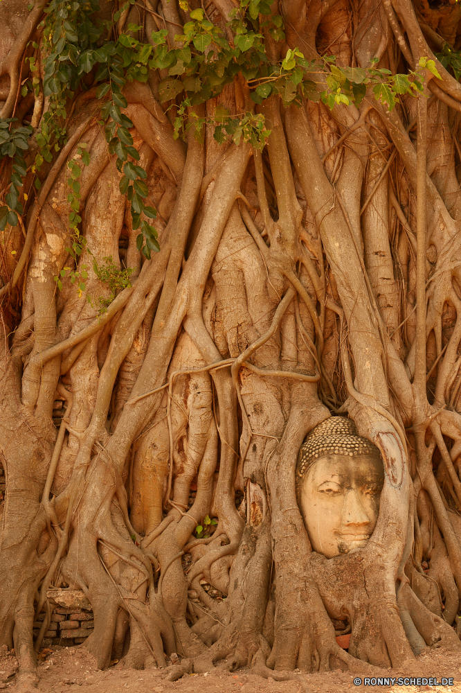 Ayutthaya Würger air plant Pflanze Organismus Baum Skulptur Schnitzerei alt Tempel Antike Wald Religion Holz natürliche Muster Geschichte Kunst Rinde Architektur Braun plastic art Schließen Reisen Kultur Textur Statue Detail Mauer Sandstein religiöse Stein Tourismus Gold aus Holz Denkmal Korn historischen Wahrzeichen Park Palast Wild Gebäude Tropischer berühmte trocken Material Oberfläche closeup Gottesdienst spirituelle Gott Golden Tourist Bäume Antik Gras Blätter Stamm Holz Kofferraum Erbe glauben Samen Osten Gesicht Sommer Entwicklung des ländlichen Wachstum Landwirtschaft texturierte strangler air plant plant organism tree sculpture carving old temple ancient forest religion wood natural pattern history art bark architecture brown plastic art close travel culture texture statue detail wall sandstone religious stone tourism gold wooden monument grain historic landmark park palace wild building tropical famous dry material surface closeup worship spiritual god golden tourist trees antique grass leaves root timber trunk heritage faith seed east face summer rural growth agriculture textured