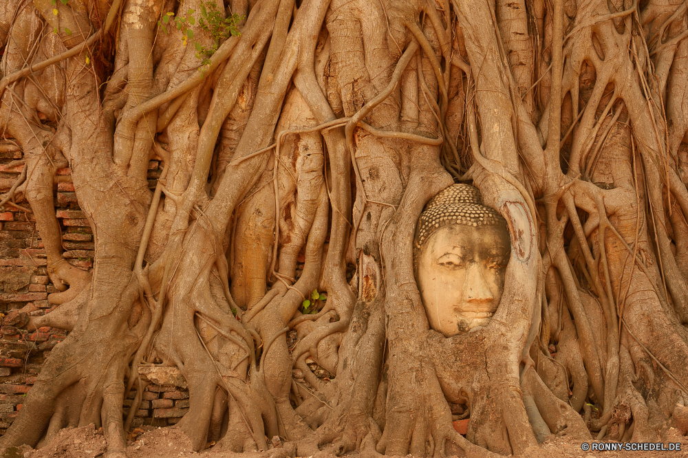 Ayutthaya Skulptur Schnitzerei plastic art Kunst Tempel Religion Sandstein Statue Antike Geschichte Kultur Architektur Baum Stein Abbildung alt Würger religiöse Denkmal Pflanze air plant Reisen Osten Gebäude historischen Gott Rinde heilig Holz beten Gesicht Palast Braun Tourismus spirituelle Schließen Kirche Muster Wahrzeichen geschnitzt Gottesdienst Spiritualität Detail Antik Dekoration traditionelle Tourist Gold Jute Bangkok glauben Mauer Zivilisation heilig Sand Wald Erbe Tier Meditation Gestaltung berühmte Organismus Textur natürliche Grand Tropischer cereal Orientalische historische dekorative Korn Tradition aus Holz sculpture carving plastic art art temple religion sandstone statue ancient history culture architecture tree stone figure old strangler religious monument plant air plant travel east building historic god bark holy wood pray face palace brown tourism spiritual close church pattern landmark carved worship spirituality detail antique decoration traditional tourist gold burlap bangkok faith wall civilization sacred sand forest heritage animal meditation design famous organism texture natural grand tropical cereal oriental historical decorative grain tradition wooden