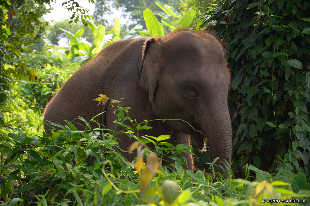 Elephant Nature Park Keiler Elefant Säugetier Safari Wildtiere Wild Tier Kofferraum Lumb Elfenbein Elefanten Park nationalen Ohren Tiere gefährdet fünf Erhaltung Stier Pflanzenfresser Hauer Dickhäuter Süden Wildnis starke reservieren Spiel Reisen Tourismus Zoo gefährliche Riese Gras natürliche Herde Familie Männchen leistungsstarke Ohr Stärke Kalb im freien Baum macht Wasser Badehose Gruppe Kopf im freien Körper Busch Trinken Umgebung Auge enorme Dschungel stehende Tierwelt Beine Baby Savanne Schlamm Lebensraum Säugetiere Sommer schwere groß tusker elephant mammal safari wildlife wild animal trunk tusk ivory elephants park national ears animals endangered five conservation bull herbivore tusks pachyderm south wilderness strong reserve game travel tourism zoo dangerous giant grass natural herd family male powerful ear strength calf outdoors tree power water trunks group head outdoor body bush drinking environment eye enormous jungle standing fauna legs baby savanna mud habitat mammals summer heavy tall