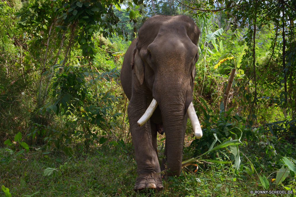 Elephant Nature Park Keiler Elefant Säugetier Safari Tier Wildtiere Wild Kofferraum Lumb Elfenbein Elefanten nationalen Park Ohren gefährdet fünf Tiere Dickhäuter Pflanzenfresser Erhaltung Stier Wildnis Süden starke reservieren Hauer Spiel Reisen Tourismus Zoo Riese gefährliche Herde Familie Stärke Männchen Gras Ohr natürliche Tierwelt Gruppe im freien Kopf macht Wasser Umgebung Trinken Kalb enorme Baum Baby Badehose leistungsstarke stehende Beine Haut Dschungel groß Auge Fluss Körper Säugetiere im freien Fuß grau tusker elephant mammal safari animal wildlife wild trunk tusk ivory elephants national park ears endangered five animals pachyderm herbivore conservation bull wilderness south strong reserve tusks game travel tourism zoo giant dangerous herd family strength male grass ear natural fauna group outdoors head power water environment drinking calf enormous tree baby trunks powerful standing legs skin jungle tall eye river body mammals outdoor walking gray