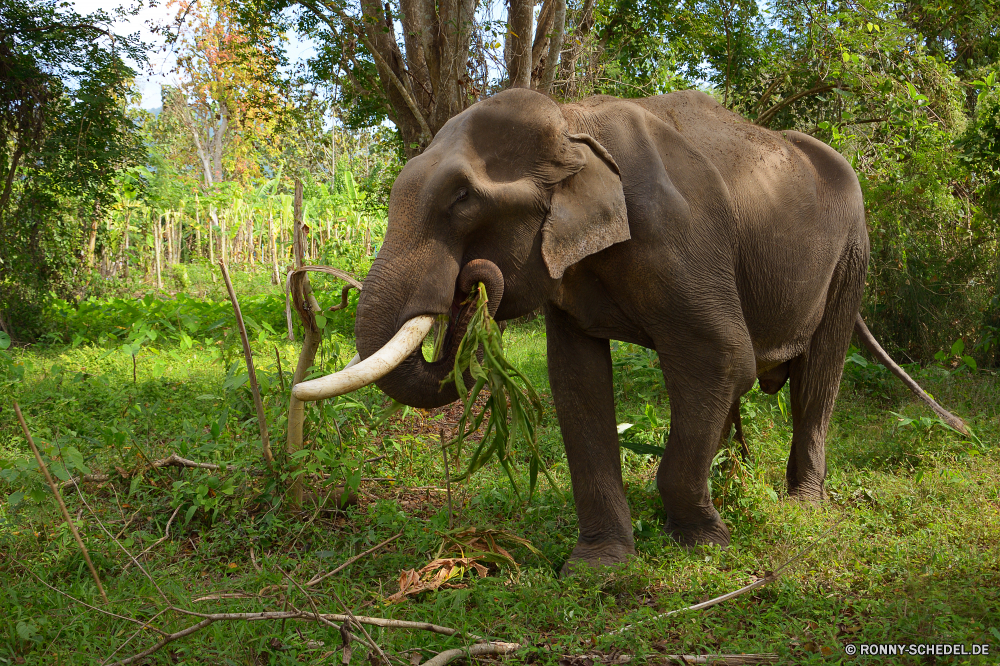 Elephant Nature Park Keiler Elefant Säugetier Tier Wildtiere Safari Wild Kofferraum Lumb Elfenbein Elefanten Ohren Park nationalen gefährdet Tiere Dickhäuter fünf Stier Erhaltung Pflanzenfresser Hauer Süden starke Spiel reservieren Wildnis Tourismus Reisen Zoo Riese Herde Männchen gefährliche Ohr Gras Familie natürliche Stärke Gruppe Wasser Tierwelt Trinken im freien Badehose Kalb Kopf macht Umgebung Baum Baby Beine enorme leistungsstarke stehende Haut grau groß Auge Säugetiere Schwanz zwei Fuß Mund Körper Fluss tusker elephant mammal animal wildlife safari wild trunk tusk ivory elephants ears park national endangered animals pachyderm five bull conservation herbivore tusks south strong game reserve wilderness tourism travel zoo giant herd male dangerous ear grass family natural strength group water fauna drinking outdoors trunks calf head power environment tree baby legs enormous powerful standing skin gray tall eye mammals tail two walking mouth body river