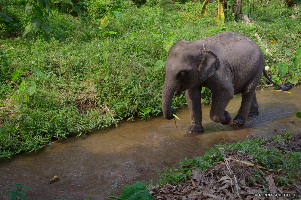 Elephant Nature Park Elefant Säugetier Safari Wildtiere Keiler Wild Kofferraum Lumb Elefanten Park Elfenbein nationalen Ohren gefährdet Erhaltung Tier fünf Pflanzenfresser Dickhäuter Tiere Wildnis starke Stier reservieren Süden Spiel Hauer Tourismus Zoo Reisen Herde Riese Gras Trinken Kalb Stärke gefährliche Familie natürliche Wasser im freien macht leistungsstarke Baum Baby Gruppe Männchen Tierwelt Ohr Kopf Badehose stehende Umgebung Busch Auge Fluss Savanne Dschungel Beine Haut im freien Trinken enorme Lebensraum zwei Stand Ökologie Körper elephant mammal safari wildlife tusker wild trunk tusk elephants park ivory national ears endangered conservation animal five herbivore pachyderm animals wilderness strong bull reserve south game tusks tourism zoo travel herd giant grass drinking calf strength dangerous family natural water outdoors power powerful tree baby group male fauna ear head trunks standing environment bush eye river savanna jungle legs skin outdoor drink enormous habitat two stand ecology body