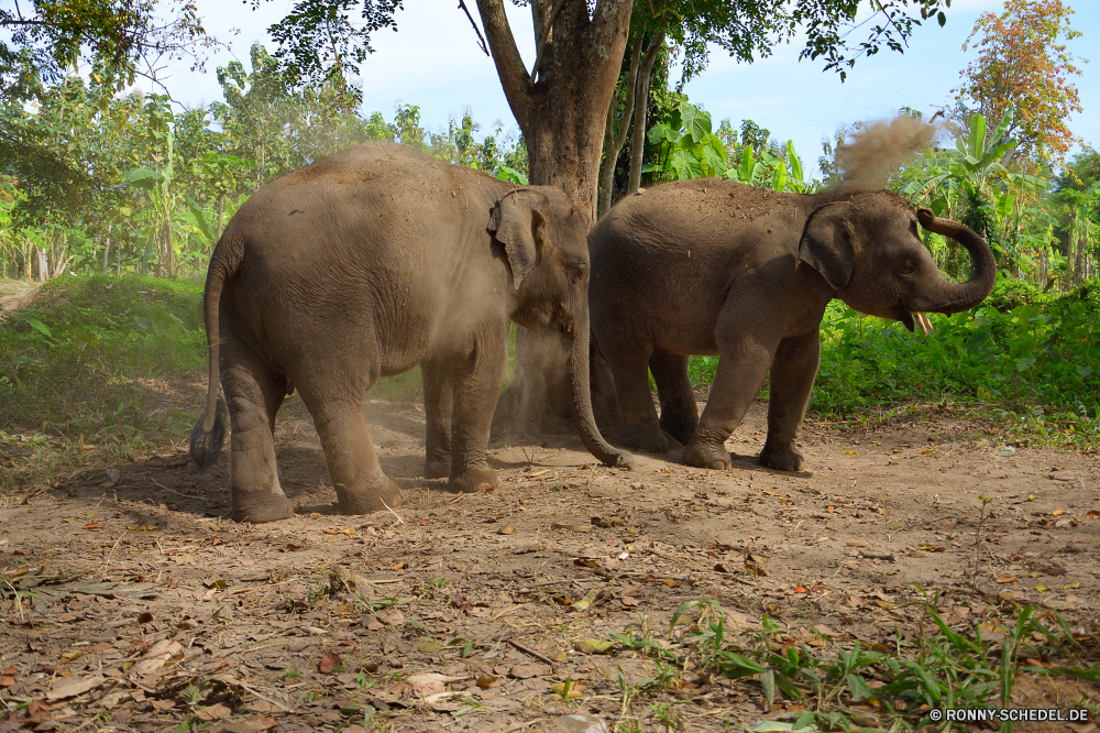 Elephant Nature Park Elefant Säugetier Wildtiere Safari Wild Kofferraum Lumb Elfenbein Elefanten Ohren Park gefährdet nationalen fünf Dickhäuter Tiere Hauer Pflanzenfresser Erhaltung Stier Wildnis Süden starke reservieren Spiel Zoo Herde Riese Keiler gefährliche Tourismus Reisen Kalb Familie Gras Männchen Stärke Kopf Wasser natürliche macht Ohr enorme Badehose Tierwelt Baum Trinken Gruppe im freien Savanne Busch Beine Baby leistungsstarke Mutter Auge stehende Körper Dschungel Schwanz Haut Fuß Mund grau Fluss Sommer elephant mammal wildlife safari wild trunk tusk ivory elephants ears park endangered national five pachyderm animals tusks herbivore conservation bull wilderness south strong reserve game zoo herd giant tusker dangerous tourism travel calf family grass male strength head water natural power ear enormous trunks fauna tree drinking group outdoors savanna bush legs baby powerful mother eye standing body jungle tail skin walking mouth gray river summer