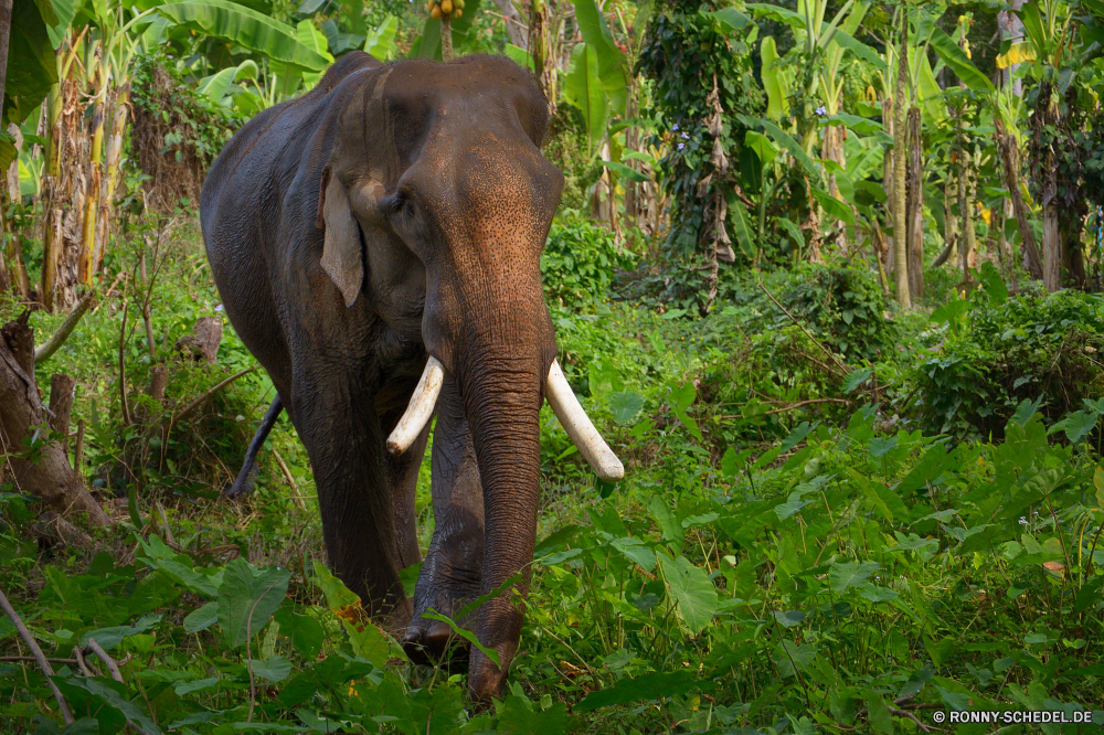 Elephant Nature Park Keiler Elefant Säugetier Tier Safari Wildtiere Wild Kofferraum Elefanten Lumb Elfenbein Park Ohren nationalen gefährdet Tiere fünf Stier Erhaltung Hauer Dickhäuter starke Pflanzenfresser reservieren Zoo Wildnis Süden Riese Reisen Tourismus Spiel gefährliche Herde Männchen Gras Ohr im freien natürliche Stärke Kopf Wasser Badehose Tierwelt Trinken Gruppe macht Familie stehende Baum enorme Kalb Auge Fluss leistungsstarke Haut Umgebung Säugetiere Dschungel Stand Beine im freien Trinken Körper Veld Banken Schlamm groß Sonnenaufgang Sonnenuntergang Sommer tusker elephant mammal animal safari wildlife wild trunk elephants tusk ivory park ears national endangered animals five bull conservation tusks pachyderm strong herbivore reserve zoo wilderness south giant travel tourism game dangerous herd male grass ear outdoors natural strength head water trunks fauna drinking group power family standing tree enormous calf eye river powerful skin environment mammals jungle stand legs outdoor drink body veld banks mud tall sunrise sunset summer