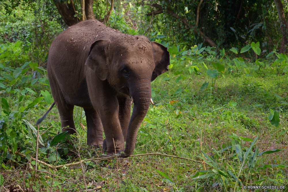 Elephant Nature Park Elefant Säugetier Safari Keiler Wildtiere Wild Kofferraum Lumb Elefanten Elfenbein Park nationalen Ohren gefährdet Tier Tiere Stier fünf Dickhäuter Erhaltung Pflanzenfresser Wildnis Hauer starke Süden Spiel reservieren Tourismus Riese Reisen Zoo Kalb gefährliche Gras Herde Stärke Ohr Männchen natürliche Familie im freien Kopf macht Tierwelt Baum Wasser Gruppe Baby leistungsstarke Busch Trinken Umgebung Savanne stehende Beine Haut Auge enorme Badehose Dschungel Körper groß Fluss elephant mammal safari tusker wildlife wild trunk tusk elephants ivory park national ears endangered animal animals bull five pachyderm conservation herbivore wilderness tusks strong south game reserve tourism giant travel zoo calf dangerous grass herd strength ear male natural family outdoors head power fauna tree water group baby powerful bush drinking environment savanna standing legs skin eye enormous trunks jungle body tall river