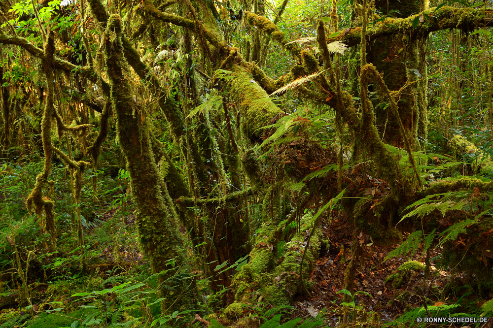 Doi Inthanon National Park Baum woody plant vascular plant Wald Pflanze Landschaft Park Holz club moss Bäume im freien Umgebung Sommer fern ally Kiefer Frühling Branch Blatt landschaftlich natürliche Wildnis Gras Belaubung im freien Dschungel Hölzer Saison Wild Szenerie Flora Weide Wasser Sonne Fluss Bewuchs Sonnenlicht Regen Blätter Moos Berg Umwelt- Waldland am Morgen Kofferraum Tag Herbst Landschaft dichten Farbe Busch Licht sonnig Tropischer friedliche Fenchel Garten ruhige Kraut Himmel üppige Land Fels niemand Frieden fallen Entwicklung des ländlichen Wachstum Szene Kaktus Stein See nationalen nass immergrün durch zu Fuß Klima Stream frisch Pflanzen Ökologie Neu Tanne grün Reisen Wanderweg Strahl idyllische Wüste Rinde tree woody plant vascular plant forest plant landscape park wood club moss trees outdoor environment summer fern ally pine spring branch leaf scenic natural wilderness grass foliage outdoors jungle woods season wild scenery flora willow water sun river vegetation sunlight rain leaves moss mountain environmental woodland morning trunk day autumn countryside dense color bush light sunny tropical peaceful fennel garden tranquil herb sky lush country rock nobody peace fall rural growth scene cactus stone lake national wet evergreen through walk climate stream fresh plants ecology new fir greenery travel trail ray idyllic desert bark