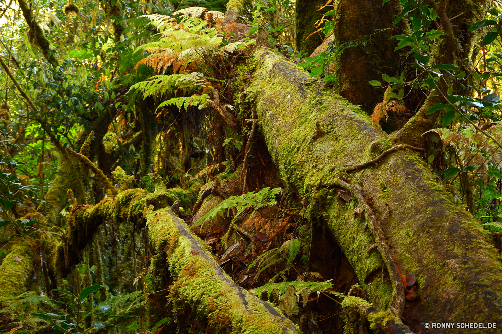 Doi Inthanon National Park club moss Farn fern ally Pflanze Wald Baum vascular plant Landschaft Tropischer Belaubung Bäume Umgebung Dschungel Bewuchs natürliche im freien üppige Hölzer Flora woody plant Regen Park Wild Szenerie Blatt Wildnis Reisen Sommer Frühling landschaftlich Berg Blätter im freien Klima Holz Wachstum dichten Moos friedliche Palm Himmel Fluss Farne grün Wasser Garten Fels Botanik Ökologie Tropen Feuchte fallen Paradies Saison Stein Landschaft Branch Tourismus Land Szene Gras sonnig frisch nass Neu Wasserfall Kofferraum Busch niemand Umwelt- wachsen Insel Frieden Licht Tag Wendekreis Felder außerhalb ruhig Stream gelassene Felsen Pflanzen exotische nationalen Sonne Farbe Landwirtschaft club moss fern fern ally plant forest tree vascular plant landscape tropical foliage trees environment jungle vegetation natural outdoor lush woods flora woody plant rain park wild scenery leaf wilderness travel summer spring scenic mountain leaves outdoors climate wood growth dense moss peaceful palm sky river ferns greenery water garden rock botany ecology tropics humid fall paradise season stone countryside branch tourism country scene grass sunny fresh wet new waterfall trunk bush nobody environmental grow island peace light day tropic fields outside quiet stream serene rocks plants exotic national sun color agriculture