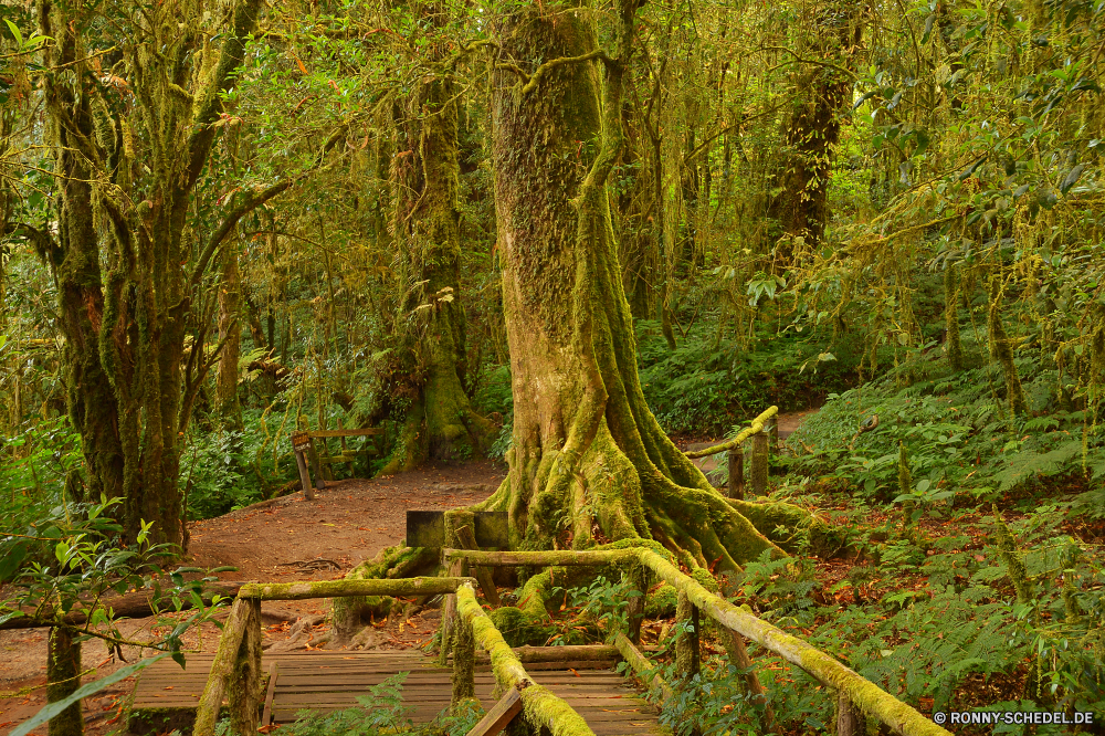 Doi Inthanon National Park Baum woody plant Wald vascular plant Pflanze Landschaft Park Bäume southern beech Umgebung Belaubung im freien Holz Dschungel Kofferraum Saison Hölzer natürliche Würger Blatt Sommer landschaftlich Szenerie Frühling Blätter fallen Regen air plant im freien Sonnenlicht Reisen Herbst Wildnis üppige Branch Wanderweg Land Tropischer Berg Gras Sumpf Wild Sonne Bewuchs Wasser Feigenbaum Landschaft Wandern Busch Szene dichten friedliche Frieden Waldland Eiche nationalen Flora Pfad Fluss Klima Licht sonnig Wurzeln Entwicklung des ländlichen Feuchtgebiet Abenteuer Fels Himmel nass Stream Tag bunte Garten Ökologie alt ruhige Erholung Moos Wanderung Zweige Umwelt- Stein Pflanzen am Morgen Organismus Wachstum Rotholz Hain hell Leben Einsamkeit zu Fuß Sonnenschein Tourismus See Reflexion gelb Straße Rinde Land tree woody plant forest vascular plant plant landscape park trees southern beech environment foliage outdoor wood jungle trunk season woods natural strangler leaf summer scenic scenery spring leaves fall rain air plant outdoors sunlight travel autumn wilderness lush branch trail land tropical mountain grass swamp wild sun vegetation water fig tree countryside hiking bush scene dense peaceful peace woodland oak national flora path river climate light sunny roots rural wetland adventure rock sky wet stream day colorful garden ecology old tranquil recreation moss hike branches environmental stone plants morning organism growth redwood grove bright life solitude walk sunshine tourism lake reflection yellow road bark country