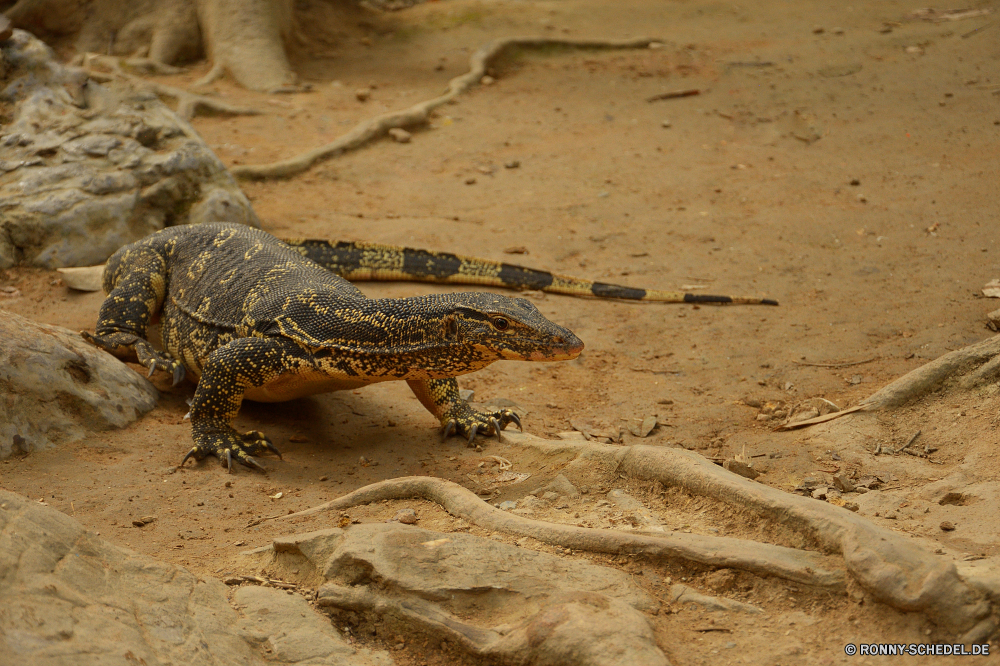 Erawan National Park Krokodil Reptil Eidechse Wildtiere Wild Zoo gefährliche Tropischer Schildkröte Raubtier Fels Gefahr Drache Auge Tiere Wasser Meeresschildkröte im freien Sand Leguan Skala Alligator Skalen Haut Kopf Kreatur — Mund im freien Haustier exotische Park Reptilien Reptilien Schließen Fleischfresser langsam Wüste Zähne Textfreiraum u-s wildes Tier Riese Monster Tierwelt Erhaltung closeup Dinosaurier Wilde Tiere ein Tier auf der Suche außerhalb Wildnis Felsen Baum Farbe Insel Umgebung Branch Wirbeltiere Fluss Eidechsen Kiefer Wilde Tiere Schildkröte bunte Tarnung Arten Jäger aquatische Strand Gras Leben crocodile reptile lizard wildlife wild zoo dangerous tropical turtle predator rock danger dragon eye animals water sea turtle outdoor sand iguana scale alligator scales skin head creature mouth outdoors pet exotic park reptiles reptilian close carnivore slow desert teeth copy space u s wild animal giant monster fauna conservation closeup dinosaur wild animals one animal looking outside wilderness rocks tree color island environment branch vertebrate river lizards jaws animals wild tortoise colorful camouflage species hunter aquatic beach grass life