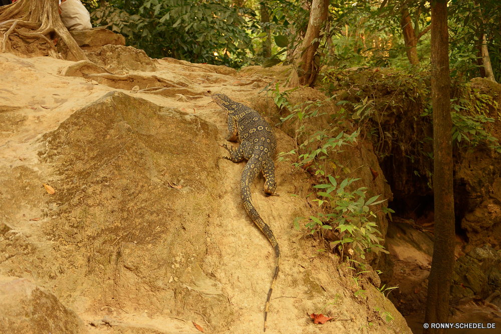 Erawan National Park Eidechse Krokodil Gila monster Reptil giftige Eidechse Wildtiere Wild Park Fels nationalen Stein Wüste gemeinsamen Leguan Landschaft reservieren Safari Raubtier Tropischer Wildnis Baum Alligator Gefahr Wasser Reisen Felsen Sand trocken Fleischfresser Leopard Mauer Säugetier Rau Spiel Geologie Fluss Berg Katzenartige gefährliche Süden Gras Umgebung Zoo Muster Himmel Insel alt Textur Sommer Urlaub Hintergründe Sands natürliche Abenteuer im freien Berge See im freien Sonne Drache Farbe Antike geknackt Schmutz Boden Braun gelb schmutzig Straße lizard crocodile gila monster reptile venomous lizard wildlife wild park rock national stone desert common iguana landscape reserve safari predator tropical wilderness tree alligator danger water travel rocks sand dry carnivore leopard wall mammal rough game geology river mountain feline dangerous south grass environment zoo pattern sky island old texture summer vacation backgrounds sands natural adventure outdoor mountains lake outdoors sun dragon color ancient cracked dirt ground brown yellow dirty road