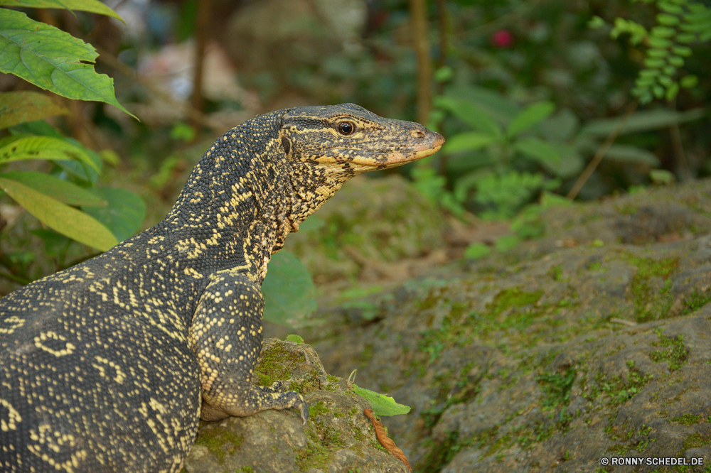 Erawan National Park Eidechse Reptil Wildtiere Wild Auge Drache Skala Tropischer gefährliche Leguan Tiere Alligator Eidechse Zoo Schließen exotische Haustier Fels Kopf Smaragdeidechse Kreatur — Wasser Arten Haut Park gefährdet auf der Suche Raubtier im freien Krokodil Branch Riese Wirbeltiere Skalen Gefahr Erhaltung Amphibie Reptilien Farbe Gras u-s Tarnung Felsen Mund Wüste closeup Alligator bunte Textfreiraum Eidechsen Reptilien Dinosaurier ein Tier Fluss im freien Umgebung Terrarium wildes Tier Crawlen Zoologie Jäger aquatische Wald natürliche Tierwelt Monitor gelb Insel Wilde Tiere schuppig Monster Schlange Fleischfresser Augen Teich Baum Schwanz Braun schwarz Leben Gecko lizard reptile wildlife wild eye dragon scale tropical dangerous iguana animals alligator lizard zoo close exotic pet rock head green lizard creature water species skin park endangered looking predator outdoors crocodile branch giant vertebrate scales danger conservation amphibian reptilian color grass u s camouflage rocks mouth desert closeup alligator colorful copy space lizards reptiles dinosaur one animal river outdoor environment terrarium wild animal crawling zoology hunter aquatic forest natural fauna monitor yellow island wild animals scaly monster snake carnivore eyes pond tree tail brown black life gecko