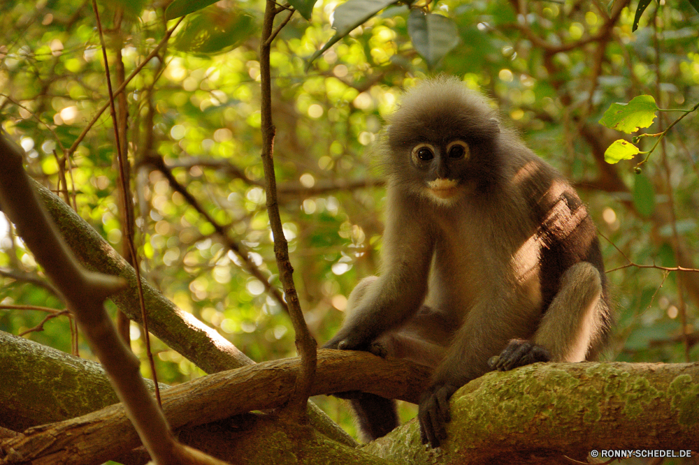 Khao Sam Roi Yot National Park Gibbon Affe Affe Primas Wildtiere Wild Tiere Zoo Pelz Affen Säugetier Primaten Säugetiere Gesicht Kreatur — Safari Baum Dschungel natürliche niedlich behaarte seltene pelzigen Makaken gefährdet Klammeraffe Zoologische Porträt Erhaltung Wald Lebensraum Tropischer Mutter sitzen imitieren Grimasse Bestie Arten wenig Augen Affen Orang-Utan Ohr schöne schwarz ausgestorbene Eichhörnchen Schnauze Klettern Park im freien Bäume Gorilla Essen Fanny Tierwelt Schwanz Zähne süß Süden halten liebenswert Reisen Branch ziemlich Sumpf bunte Leben Bereich Lemur lustig Auge verwaist Waise Entwicklung Feuchtgebiet Kindergarten geschützt Perle Farbe entfernten Volk Kind Ziel Braun spielen auf der Suche Haare Familie Land Suchen gibbon monkey ape primate wildlife wild animals zoo fur monkeys mammal primates mammals face creature safari tree jungle natural cute hairy rare furry macaque endangered spider monkey zoological portrait conservation forest habitat tropical mother sitting mimic grimace beast species little eyes apes orangutan ear lovely black extinct squirrel snout climb park outdoor trees gorilla eating fanny fauna tail teeth sweet south hold adorable travel branch pretty swamp colorful life area lemur funny eye orphaned orphan developing wetland nursery protected pearl color remote nation child destination brown playing looking hair family country look