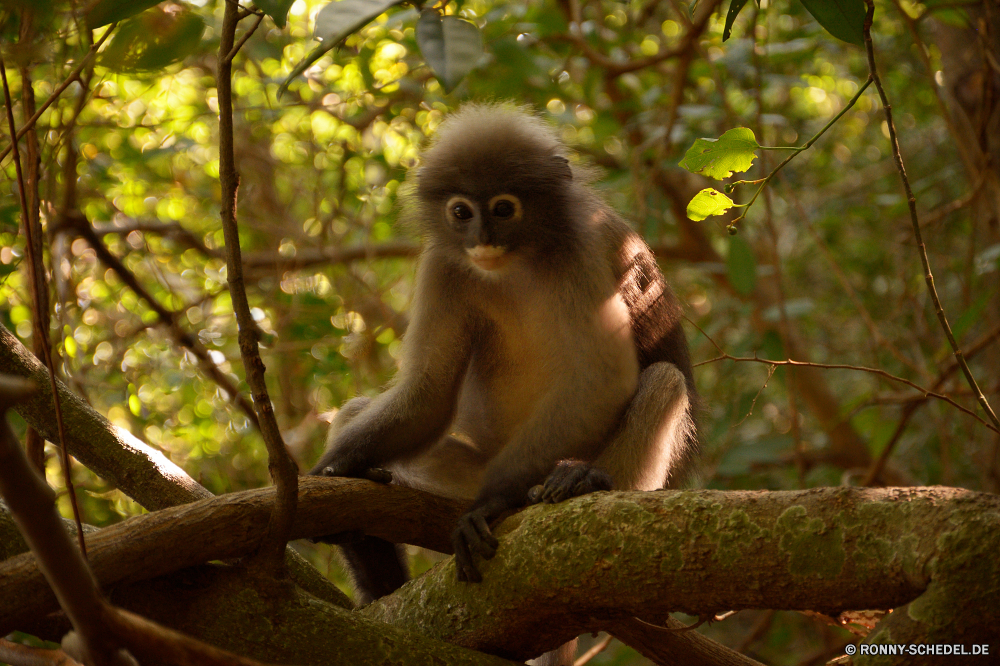 Khao Sam Roi Yot National Park Affe Primas Affe Wildtiere Wild Säugetier Tiere Gibbon Affen Zoo Primaten Dschungel Pelz Safari Gesicht Baum Säugetiere natürliche niedlich Klammeraffe behaarte seltene Kreatur — pelzigen Makaken Lebensraum Erhaltung Orang-Utan Augen Tropischer Mutter Zoologische Arten Porträt Bestie gefährdet Bäume wenig Park Wald imitieren Grimasse im freien Reisen sitzen spielen verwaist Waise Kindergarten Schnauze Klettern schöne Ohr Süden schwarz Gorilla Essen Branch Affen ausgestorbene Sumpf Eichhörnchen Bereich Zähne süß spielen Entwicklung Feuchtgebiet geschützt Perle Land Tierwelt entfernten Leben Volk Ziel ziemlich Kind halten liebenswert lustig Fanny Sanierung bunte reservieren Schwanz Braun Pavian Farbe auf der Suche Haare monkey primate ape wildlife wild mammal animals gibbon monkeys zoo primates jungle fur safari face tree mammals natural cute spider monkey hairy rare creature furry macaque habitat conservation orangutan eyes tropical mother zoological species portrait beast endangered trees little park forest mimic grimace outdoor travel sitting playing orphaned orphan nursery snout climb lovely ear south black gorilla eating branch apes extinct swamp squirrel area teeth sweet play developing wetland protected pearl country fauna remote life nation destination pretty child hold adorable funny fanny rehabilitation colorful reserve tail brown baboon color looking hair