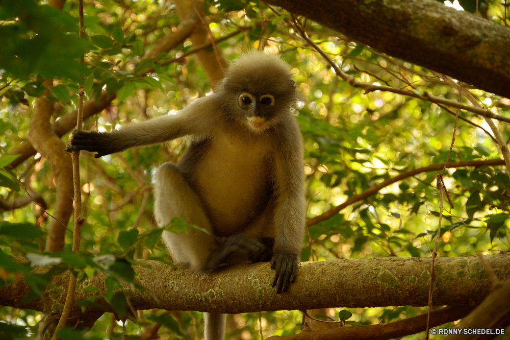 Khao Sam Roi Yot National Park Affe Primas Klammeraffe Wildtiere Wild Affe Säugetier Baum Tiere Affen natürliche Safari Zoo Kreatur — Dschungel Gesicht Primaten Pelz Branch seltene Säugetiere niedlich Park Erhaltung Lebensraum Arten behaarte pelzigen Wald Orang-Utan im freien Porträt Makaken sitzen Eichhörnchen Bäume Zoologische Grimasse Schwanz Bereich Land Gibbon Reisen Tropischer imitieren verwaist Waise Feuchtgebiet Entwicklung Sumpf Kindergarten geschützt Bestie gefährdet Perle Klettern schöne entfernten wenig Farbe Volk Ziel Leben Blatt Essen spielen ausgestorbene Schnauze Ohr süß Augen Süden liebenswert Umgebung Sanierung Tierwelt bunte schwarz ziemlich Mutter lustig gelb Orang-Utans Fanny spielen Zähne Essen halten auf der Suche Saison monkey primate spider monkey wildlife wild ape mammal tree animals monkeys natural safari zoo creature jungle face primates fur branch rare mammals cute park conservation habitat species hairy furry forest orangutan outdoor portrait macaque sitting squirrel trees zoological grimace tail area country gibbon travel tropical mimic orphaned orphan wetland developing swamp nursery protected beast endangered pearl climb lovely remote little color nation destination life leaf eating playing extinct snout ear sweet eyes south adorable environment rehabilitation fauna colorful black pretty mother funny yellow orangutans fanny play teeth eat hold looking season