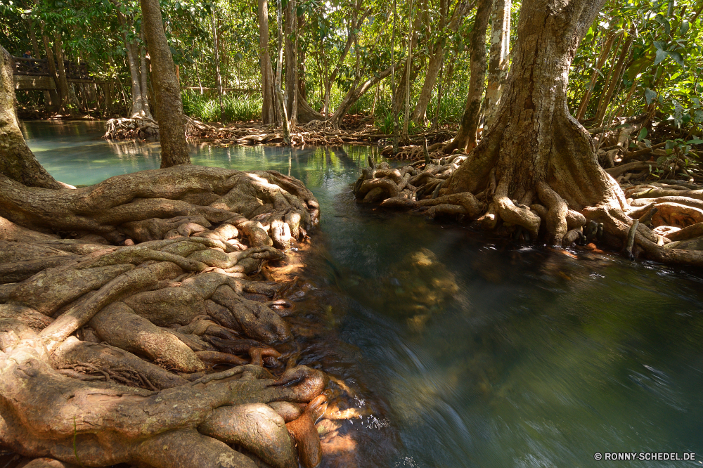 Tha Pom Klong Song Nam Baum Wald Landschaft Fluss Sumpf Wasser Stream Land woody plant Bäume Feuchtgebiet Umgebung Fels Wasserfall Pflanze Park Stein natürliche im freien Berg Feigenbaum Wild vascular plant Frühling Wildnis Belaubung Holz Szenerie Moos Hölzer Creek friedliche ruhige im freien Saison Sommer landschaftlich Blatt Felsen Strömung Talos IV – Tabu fallen nass Szene Tropischer Reisen fließende Gras Herbst platsch Frieden Bewuchs See Landschaft Reinigen Kofferraum üppige Kanal Garten frische Luft nationalen Dschungel Sonne Wandern Regen Bewegung glatte entspannende Drop Kaskade Teich Ökologie Kiefer Sonnenlicht Entwicklung des ländlichen Blätter durch felsigen Körper des Wassers Pfad Paradies Berge Farbe Flora Wildtiere tree forest landscape river swamp water stream land woody plant trees wetland environment rock waterfall plant park stone natural outdoor mountain fig tree wild vascular plant spring wilderness foliage wood scenery moss woods creek peaceful tranquil outdoors season summer scenic leaf rocks flow menagerie fall wet scene tropical travel flowing grass autumn splash peace vegetation lake countryside clean trunk lush channel garden freshness national jungle sun hiking rain motion smooth relaxing drop cascade pond ecology pine sunlight rural leaves through rocky body of water path paradise mountains color flora wildlife