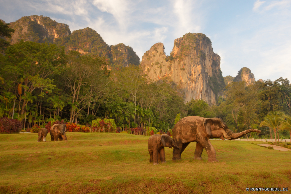 Krabi Elefant Säugetier Kalb Wild Wildtiere Safari Kofferraum Tiere Park Elfenbein Junge Säugetier Lumb nationalen Herde Gras Stier Elefanten Wildnis Landschaft Feld Pferd Entwicklung des ländlichen im freien fünf Weide Junge Bauernhof Ohren Reisen Kuh Beweidung Wiese Familie Erhaltung Land gefährdet Pferde reservieren Himmel Baum Gruppe Dickhäuter Pflanzenfresser Keiler Land Süden starke Braun Spiel Sommer natürliche Ranch Vieh Kamel Tourismus Rinder gefährliche Wüste Landschaft Männchen Szenerie Hauer Umgebung Weiden Tierwelt Bereich Fuß Berge Berg Sonne Herbst Säugetiere Landwirtschaft Zoo Wasser Szene Busch Stärke Mutter Tier Sonnenuntergang Fluss sonnig Ohr im freien Baby trocken Sand elephant mammal calf wild wildlife safari trunk animals park ivory young mammal tusk national herd grass bull elephants wilderness landscape field horse rural outdoors five pasture young farm ears travel cow grazing meadow family conservation country endangered horses reserve sky tree group pachyderm herbivore tusker land south strong brown game summer natural ranch livestock camel tourism cattle dangerous desert countryside male scenery tusks environment graze fauna area walking mountains mountain sun autumn mammals agriculture zoo water scene bush strength mother animal sunset river sunny ear outdoor baby dry sand