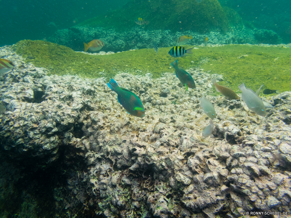 Ko Tao / Ko Nang Yuan Riff aquatische Meer Unterwasser Ozean Fisch Koralle Wasser Tauchen Tropischer Marine Coral reef Aquarium Tauchen Tauchgang exotische Grat Salzwasser Reisen Sonne tief Sonnenlicht Strahl Leben Urlaub Türkis seelandschaft bunte Sonnenstrahl Wildtiere natürliche Höhe Schwimmen hell Entspannung Tourismus klar Strahlen Tier Kolonie Sommer Strand Schnorchel Unterwasser Schwimmen Taucher Tiere Schnorcheln Fische unter Farbe transparente nass Schnapper unter unter Flüssigkeit Aal Sand Landschaft welligkeit Sonnenschein Licht Entspannen Sie sich Sport geologische formation Erholung erkunden Tiefe Szene Abenteuer Traum horizontale ruhige Küste Urlaub 3D idyllische frische Luft Reinheit See friedliche Stechrochen Schule Oberfläche reef aquatic sea underwater ocean fish coral water diving tropical marine coral reef aquarium scuba dive exotic ridge saltwater travel sun deep sunlight ray life vacation turquoise seascape colorful sunbeam wildlife natural elevation swimming bright relaxation tourism clear rays animal colony summer beach snorkel undersea swim diver animals snorkeling fishes below color transparent wet snapper beneath under liquid eel sand landscape ripple sunshine light relax sport geological formation recreation explore depth scene adventure dream horizontal tranquil coast holiday 3d idyllic freshness purity lake peaceful stingray school surface