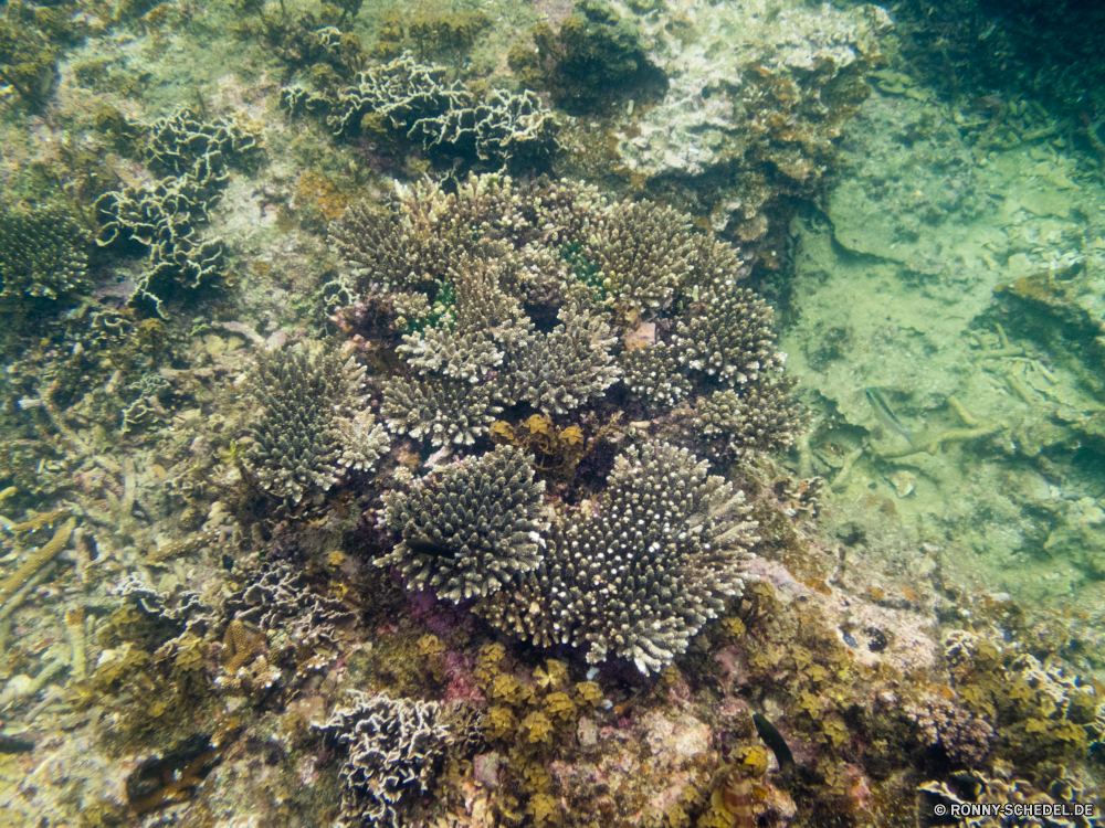 Ko Tao / Ko Nang Yuan Coral reef Riff Grat Unterwasser Koralle Fisch Meer Ozean natürliche Höhe Tropischer Wasser Marine Tauchen aquatische Tier Tauchgang Salzwasser exotische Tauchen Reisen geologische formation Kolonie Urlaub Sonnenlicht bunte Sonne tief erkunden Tourismus Exploration Sonnenstrahl Leben Orte Strahl Traum unter seelandschaft Blasen Unterwasser Strahlen unter Wildtiere hell unter Farbe Taucher Schwimmen Wirbellose Entspannung Sommer Schule Tiefe 3D Oberfläche Scuba diving Anemone Schnorcheln Salz Tiere See ruhige nass Aquarium klar welligkeit Strand Sonnenschein friedliche Ruhe unter Wasser Schnorchel Sonnenstrahlen Fische Szenen ins Rollen Schwimmen gerendert Abenteuer gelassene horizontale idyllische dunkel Landschaft Licht weiche Kopie coral reef reef ridge underwater coral fish sea ocean natural elevation tropical water marine diving aquatic animal dive saltwater exotic scuba travel geological formation colony vacation sunlight colorful sun deep explore tourism exploration sunbeam life places ray dream below seascape bubbles undersea rays under wildlife bright beneath color diver swimming invertebrate relaxation summer school depth 3d surface scuba diving anemone snorkeling salt animals lake tranquil wet aquarium clear ripple beach sunshine peaceful calm submerged snorkel sunbeams fishes scenes rolling swim rendered adventure serene horizontal idyllic dark landscape light soft copy