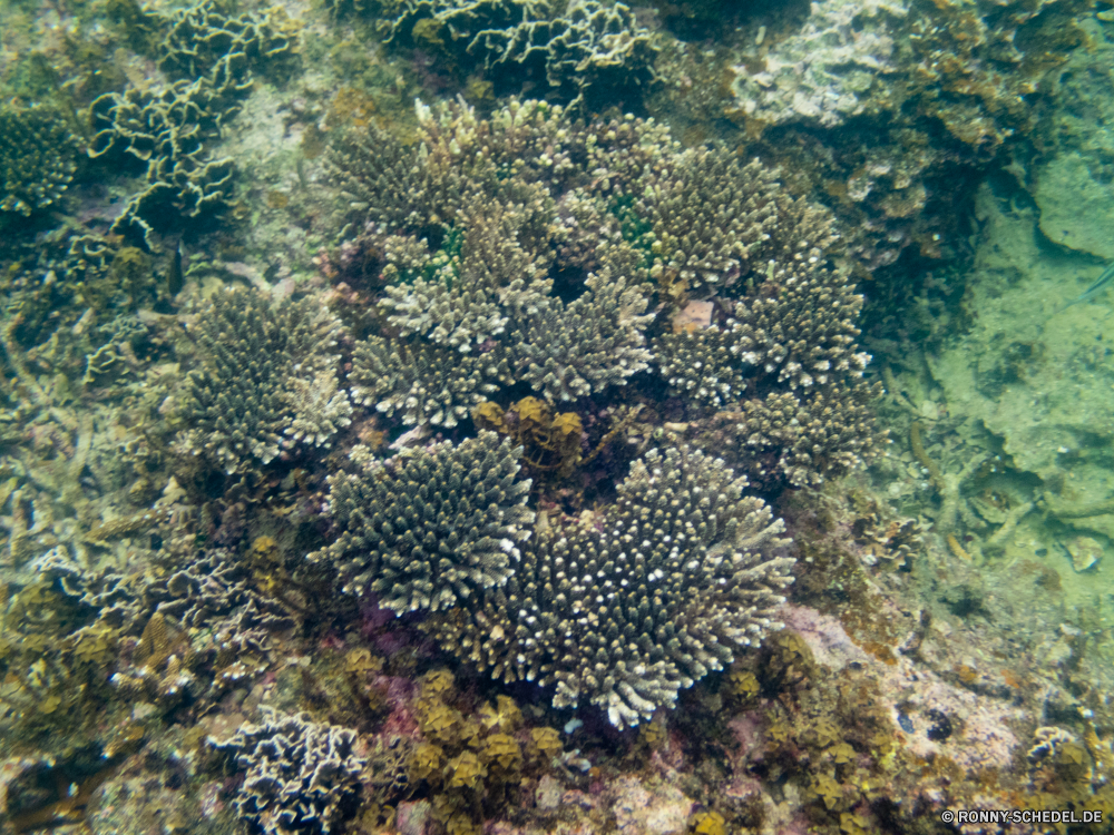 Ko Tao / Ko Nang Yuan Coral reef Riff Grat Unterwasser Koralle Fisch Meer natürliche Höhe Ozean Tropischer Wasser Marine Tauchen aquatische Tier Salzwasser Tauchgang exotische Tauchen geologische formation Reisen Kolonie Sonnenlicht Urlaub bunte tief Sonne Tourismus erkunden Exploration Sonnenstrahl Leben hell Strahlen Strahl Traum Orte Unterwasser seelandschaft Wildtiere Entspannung Farbe unter Blasen unter Schwimmen Taucher unter Scuba diving Schule nass welligkeit Sommer Fische Tiefe Salz Oberfläche Sonnenschein Tiere 3D Urlaub ruhige Anemone Schnorcheln Aquarium weiche klar Licht Türkis transparente Schnorchel Szenen Klima See Ruhe Erholung coral reef reef ridge underwater coral fish sea natural elevation ocean tropical water marine diving aquatic animal saltwater dive exotic scuba geological formation travel colony sunlight vacation colorful deep sun tourism explore exploration sunbeam life bright rays ray dream places undersea seascape wildlife relaxation color below bubbles under swimming diver beneath scuba diving school wet ripple summer fishes depth salt surface sunshine animals 3d holiday tranquil anemone snorkeling aquarium soft clear light turquoise transparent snorkel scenes climate lake calm recreation